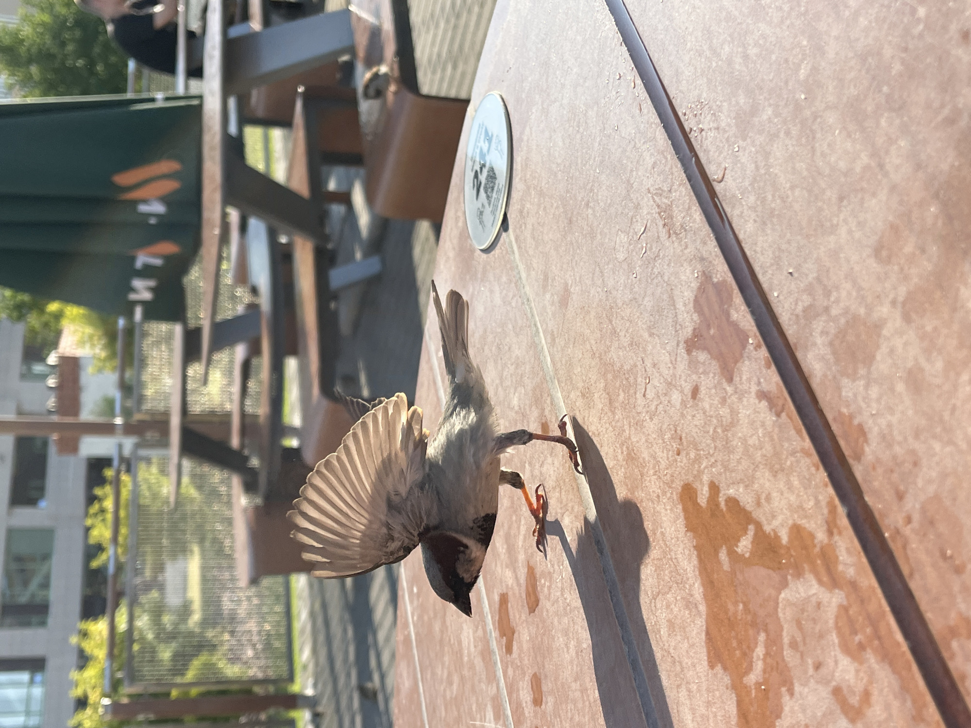 A small, brown and gray bird is perched on a reddish-brown outdoor table with its wings partially raised, as if preparing to fly. The bird is in sharp focus, with its feathers and claws clearly visible. The table has a textured surface and appears wet in several patches, with small droplets of water scattered across it. A dark line runs horizontally across the table, dividing the foreground from the background.
In the background, several outdoor tables and benches are visible, suggesting a public seating area, possibly a cafe or restaurant patio. A large green umbrella with an orange logo is partially visible, providing shade. Beyond the tables, a metal fence separates the seating area from a background of greenery and buildings. One person, wearing a black shirt, is seated at a table in the far right background, appearing to be eating or drinking. The overall environment suggests an outdoor urban setting on a sunny day. There are no visible indications of the location being Nizhny Novgorod, Russia.