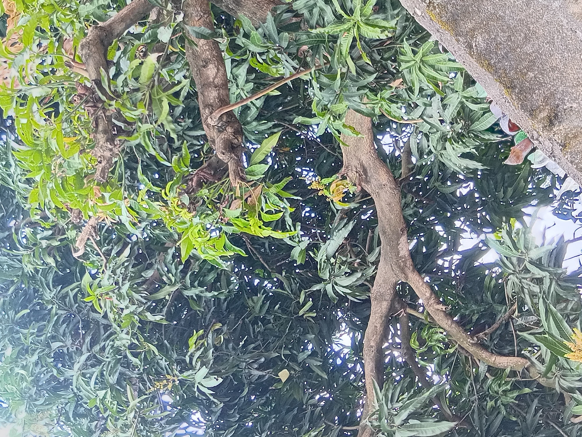 This image, taken in an outdoor environment in an unspecified location, captures a close-up view of a mango tree. The dense foliage of the tree dominates the frame, with various branches visible. Sunlight filters through the leaves, creating bright spots of light against the darker green of the foliage. In the lower right portion of the image, a person is partially visible, leaning over a textured, concrete surface. The person appears to be wearing a light-colored garment, and their head is visible, suggesting they are observing something below or interacting with the environment in front of them. Scattered amongst the branches are small clusters of yellow flowers, indicating the mango tree is in bloom or fruiting. The overall impression is a natural scene with a human presence interacting with the environment.