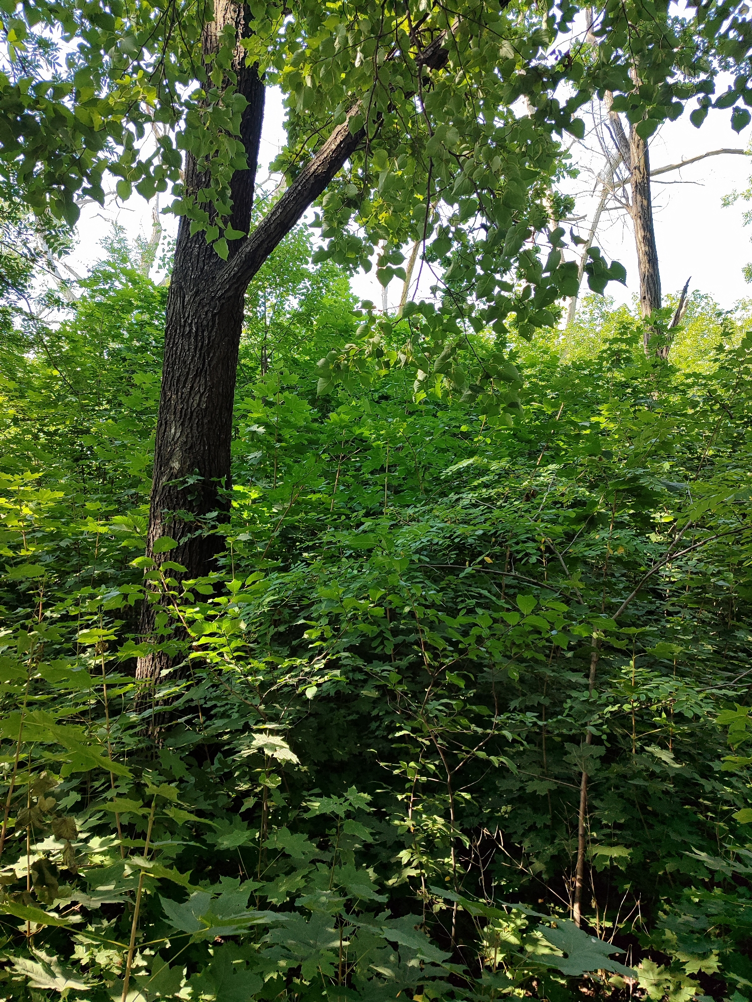 A dense forest scene features a prominent, rough-barked tree trunk in the foreground on the left. Sunlight filters through the leaves of various trees and undergrowth, casting dappled shadows. The foliage is lush and predominantly green, with some lighter green leaves illuminated by the sun. The background consists of more trees and a bright sky, suggesting an outdoor environment. No people or specific landmarks are visible.