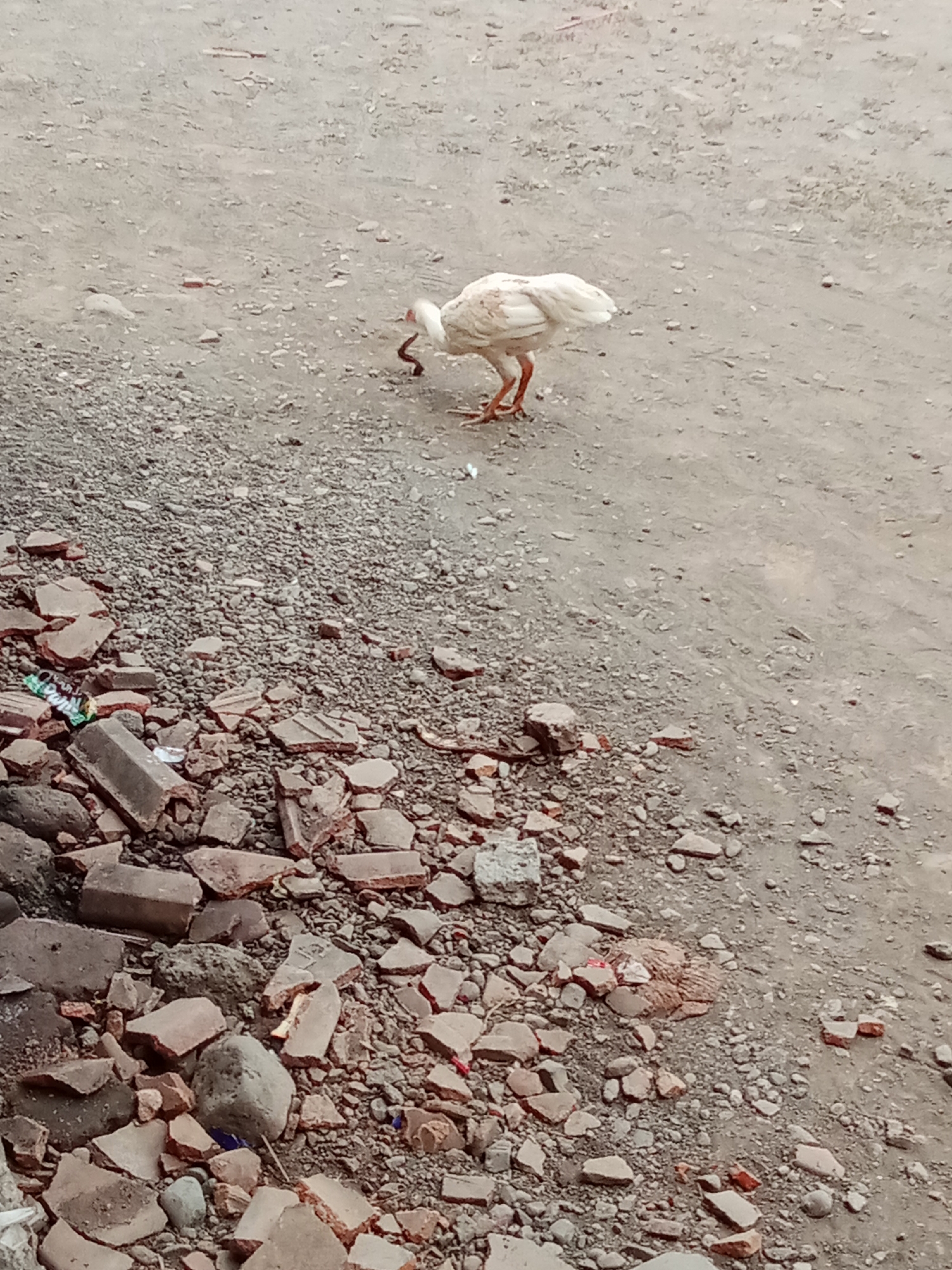 An adult white hen is foraging on a dusty ground littered with debris, including broken bricks and small stones. The hen is positioned in the upper right quadrant of the image, facing left and pecking at something on the ground. Its tail feathers are fanned out slightly. A thin, dark-colored object, possibly a worm or snake, is visible near the hen's beak. The background consists of more dusty ground and scattered pebbles. The overall scene appears to be an outdoor area with construction debris. The location is identified as Selowogo, Indonesia.