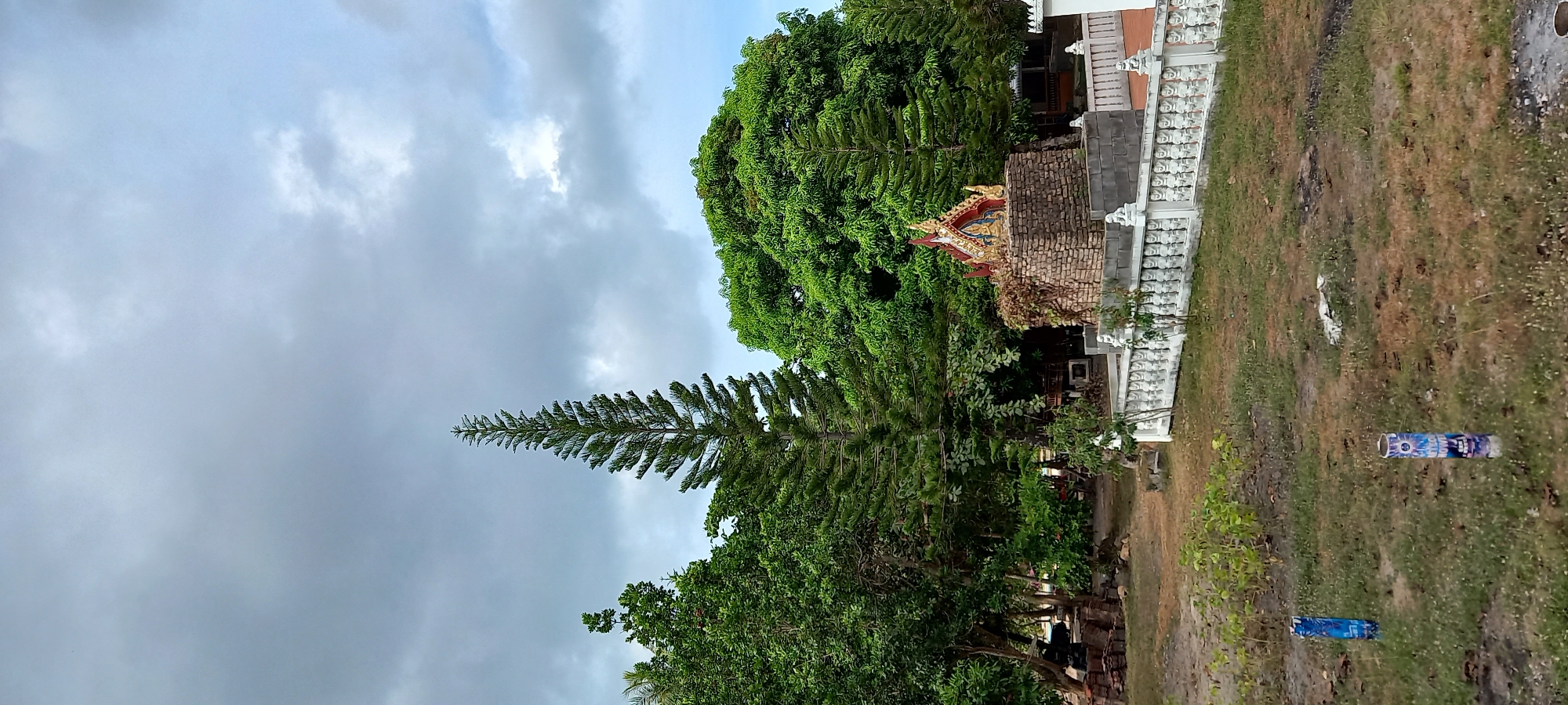 The image depicts an outdoor scene in Moo 4, Thailand. The sky is overcast with grey clouds. A tall, thin evergreen tree stands prominently in the midground, framed by other green leafy trees. A small, brick building with a decorative golden roof and white ornamental fencing is visible to the right of the evergreen. The ground is covered with a mixture of brown and green grass, with a few scattered blue cylindrical objects.