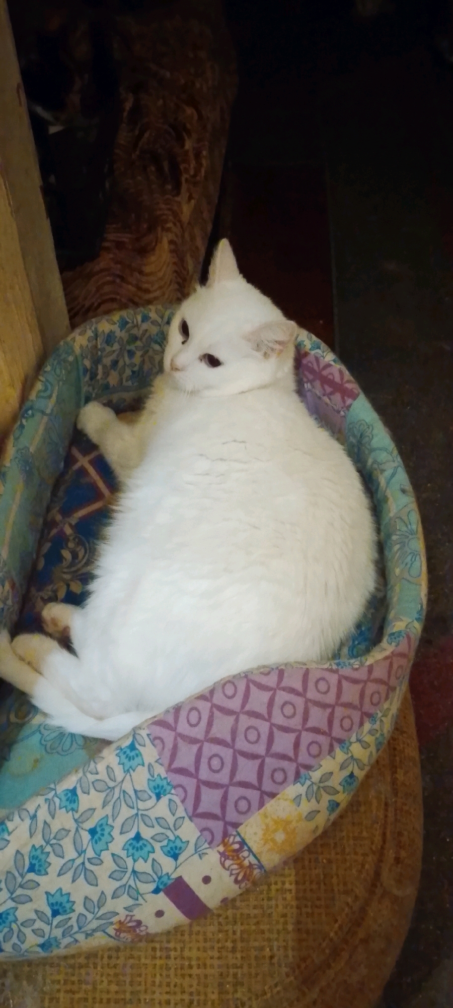 A white cat is lying in a circular pet bed with a patterned fabric lining. The cat is mostly white with a few dark spots around its eyes. The pet bed is a patchwork of different fabrics, with patterns of flowers, geometric shapes, and solid colors. The bed appears to be placed on a wicker surface. The background is dark and out of focus, with some textures suggesting furniture or wall coverings. The scene is indoors, likely in a residential setting. There is no information to suggest the location is in the city of Belgorod, Russia.