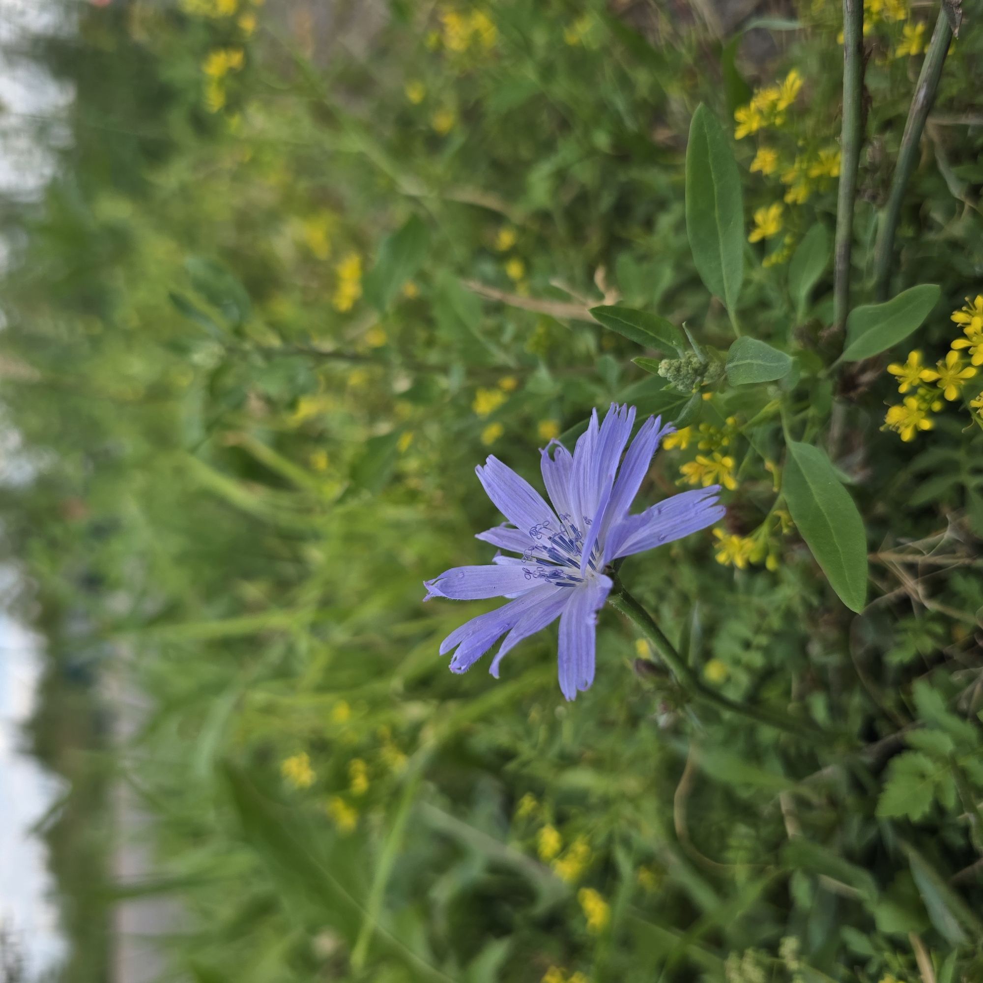 A single, delicate purple flower with serrated petals stands out against a backdrop of lush green grass and small yellow wildflowers. The flower, likely a chicory, is in sharp focus, showcasing its intricate stamen and pistil. Its stem is slender and green, with a few small leaves. The surrounding environment is a natural landscape, suggesting a field or roadside setting. The background is softly blurred, with hints of trees and a cloudy sky. The image is a close-up shot, emphasizing the beauty and detail of the flower. There are no people or man-made structures visible in the scene.