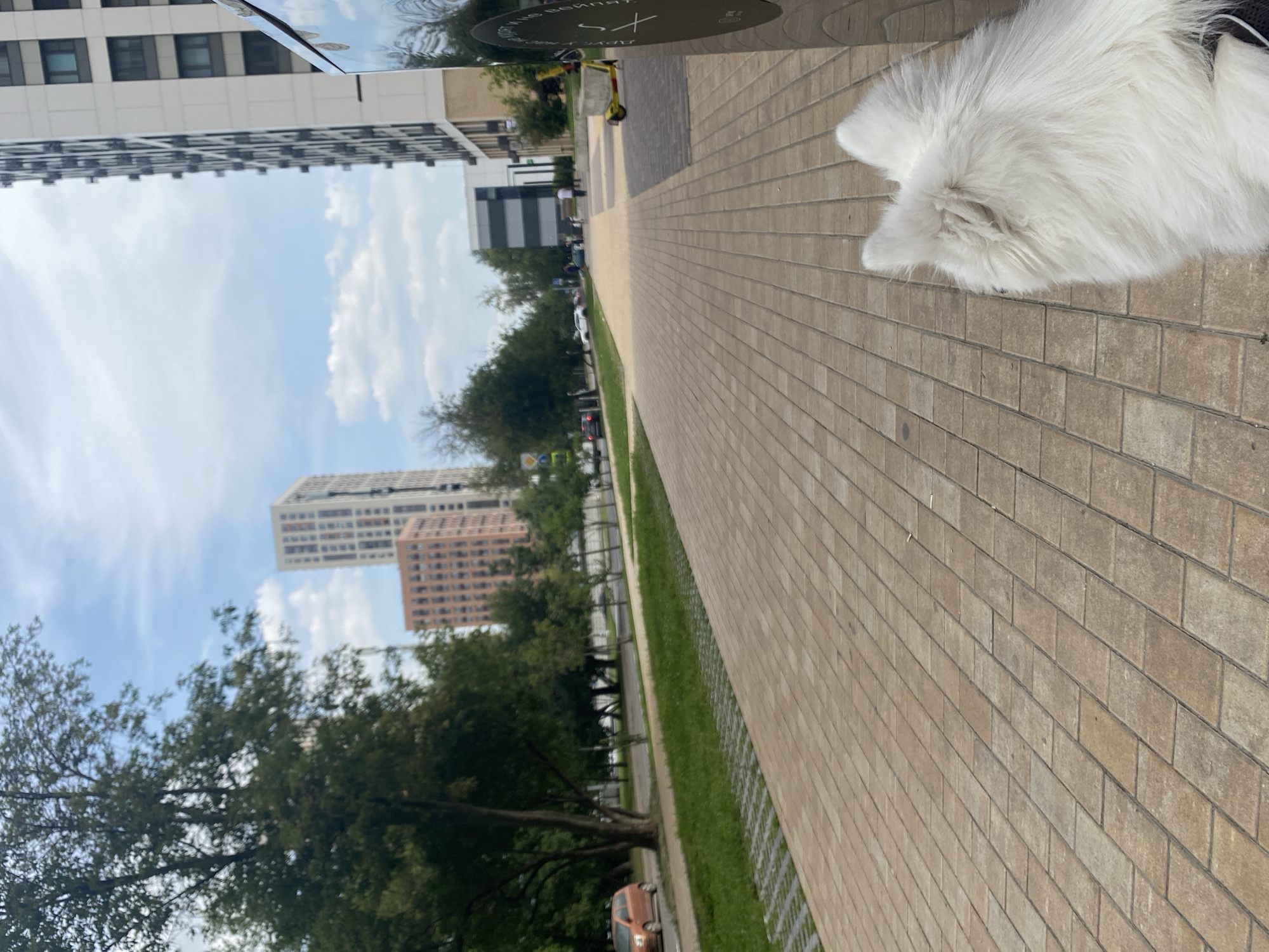 The image depicts a street scene in Moscow, Russia, likely in a newly developed residential area. A white, fluffy dog, possibly a Samoyed, is in the foreground, facing away from the camera. The ground is paved with light brown bricks, and a green strip of grass runs alongside the walkway.
In the background, several modern, multi-story apartment buildings are visible, some with light-colored facades and others with orange brick exteriors. Trees line the street, adding greenery to the urban landscape. A few cars are parked or driving on the road to the left.
Further down the walkway, a few people are scattered about, some walking and others standing. A yellow electric scooter is parked near a building on the right side of the image. The sky is partly cloudy, indicating a pleasant day. The overall impression is a clean, modern urban environment with ample green spaces.