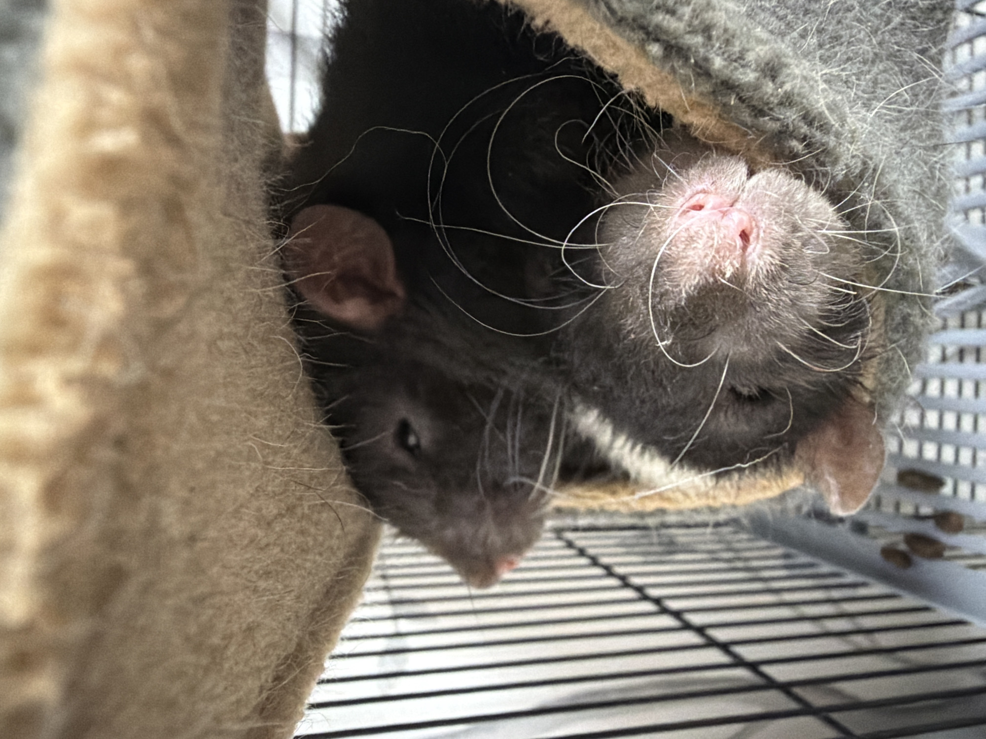 The image shows a close-up of two domestic rats nestled together inside a fluffy, brown and grey fabric hiding spot, possibly a pet bed or a portion of a cat tree. The rats are dark grey and black. The rat in the foreground is facing the camera, with its nose and whiskers clearly visible. Its nose is pink and appears slightly wet. The second rat is partially visible behind the first, with its head turned to the side. Both rats are resting, with their eyes closed or partially closed. The background shows the bars of a cage and a light-colored vertical surface, possibly a wall or the side of the cage. There are small, brown droppings visible on the cage floor in the lower left of the image. The image is taken from a slightly low angle, looking up at the rats. No specific location in Chaikovsky, Russia, is identifiable from the image.