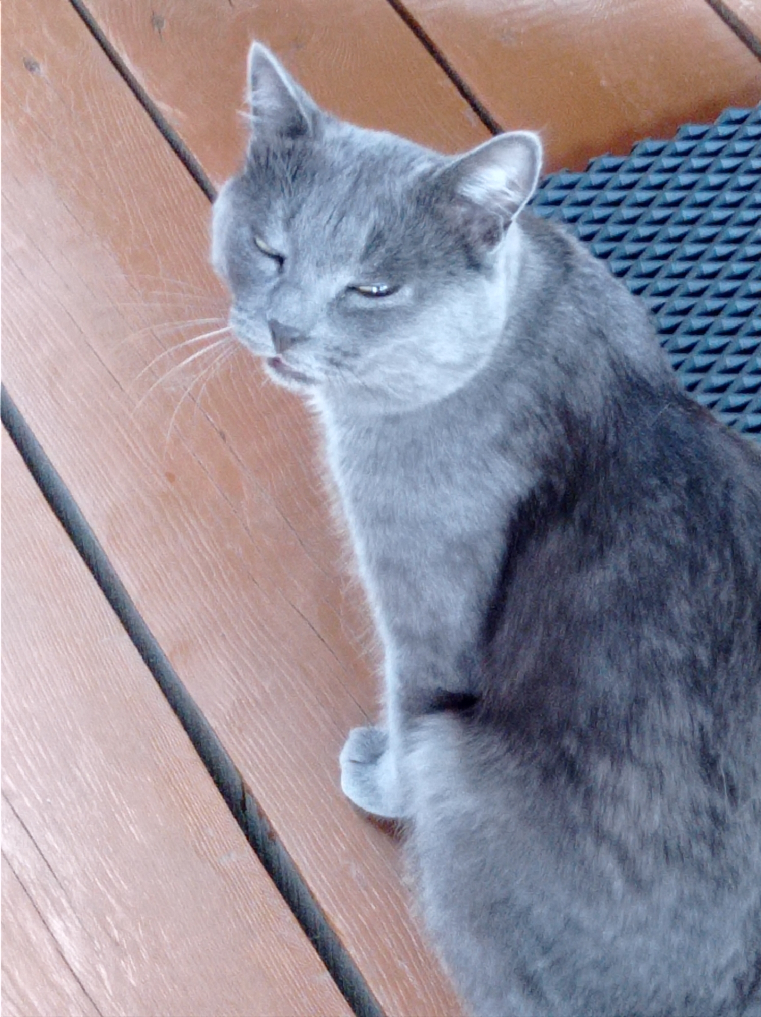 A grey cat with one eye squinted is pictured from a high angle. The cat is positioned on a wooden deck with orange planks. To the right of the cat, a black, textured mat is visible. The cat's tail is not visible in the frame. The image does not contain enough information to determine its location within the city of Degtyarsk, Russia.