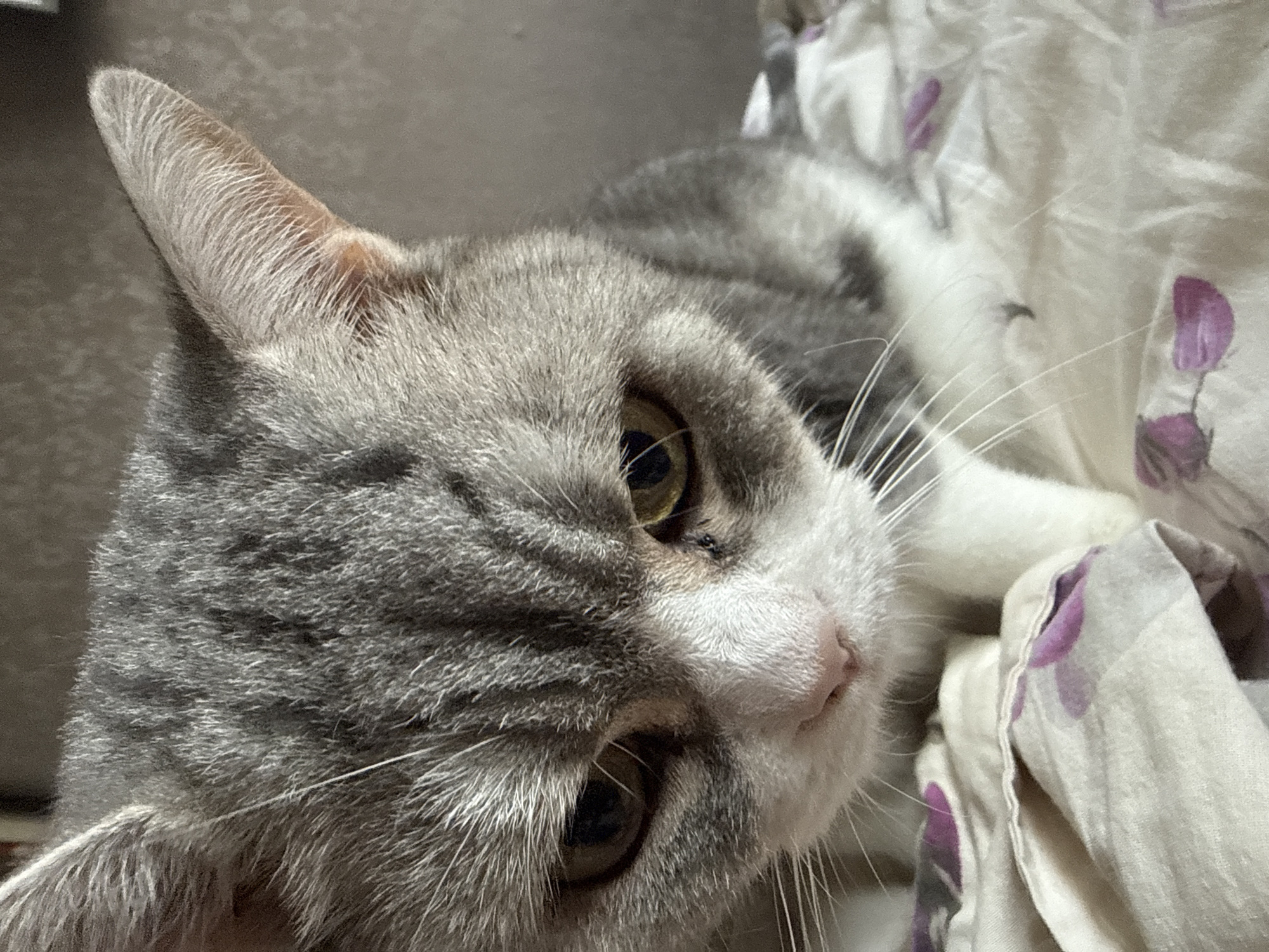 A close-up, head-and-shoulders shot of a grey and white tabby cat is depicted. The cat is looking downwards with a neutral expression. Its fur is short and the markings are typical of a tabby pattern. The cat's eyes are a light brown color, and it has prominent white whiskers. The background is a soft focus of a neutral grey color, possibly a wall or fabric. The cat is resting on a white surface with a subtle floral pattern of purple flowers. The lighting appears to be soft, coming from the side, creating gentle shadows. The image does not provide any information about the city of Chaikovsky, Russia, or its specific location within it.