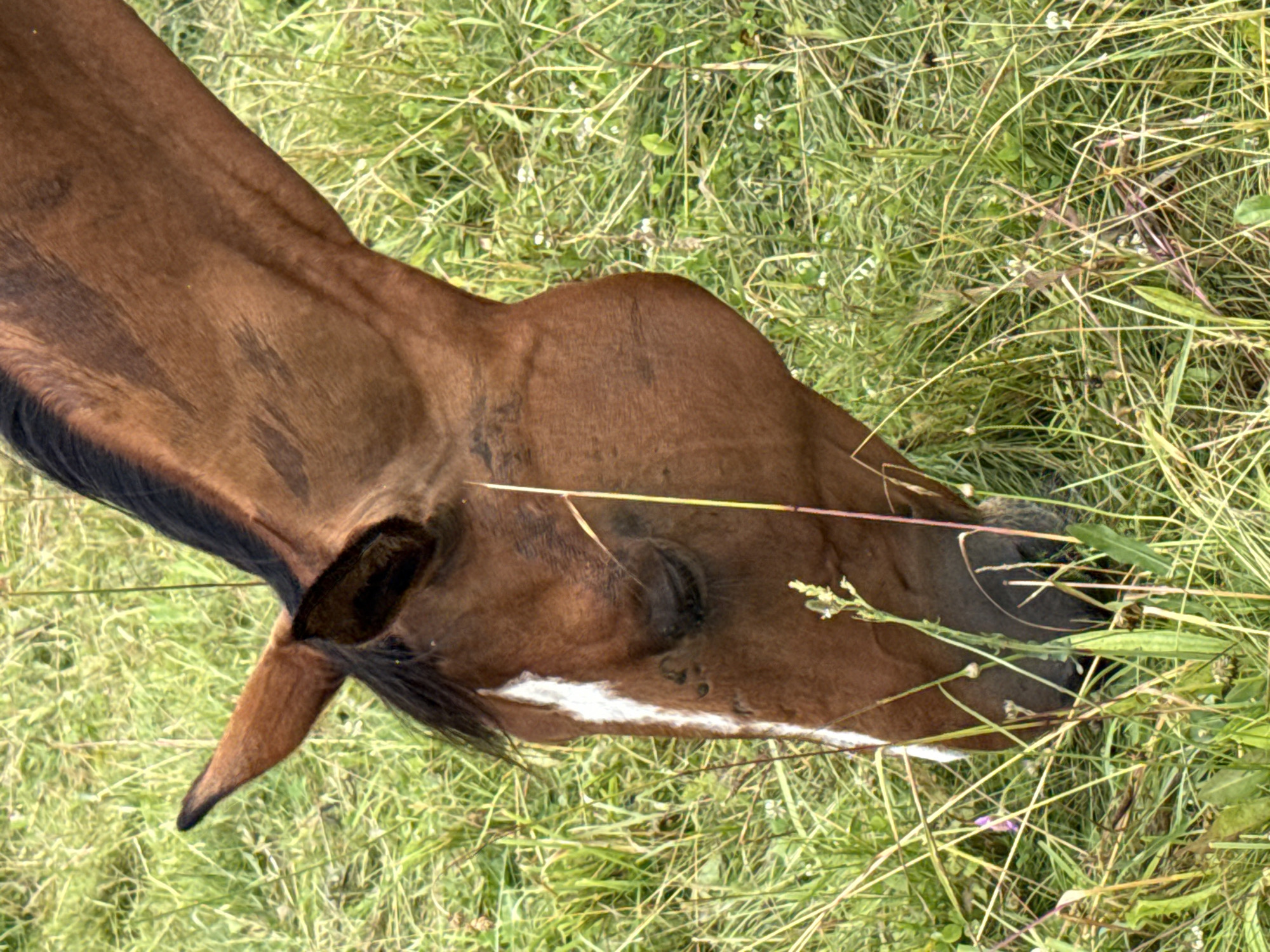 A close-up, horizontal, eye-level shot shows the head and neck of a brown horse grazing in a grassy field. The horse's head is bowed, with its eyes closed. Its mane is black, and it has a white blaze on its forehead. The grass is tall and green, with some yellowing blades and a few small white flowers. The image was taken in the city of Galinė, Lithuania.