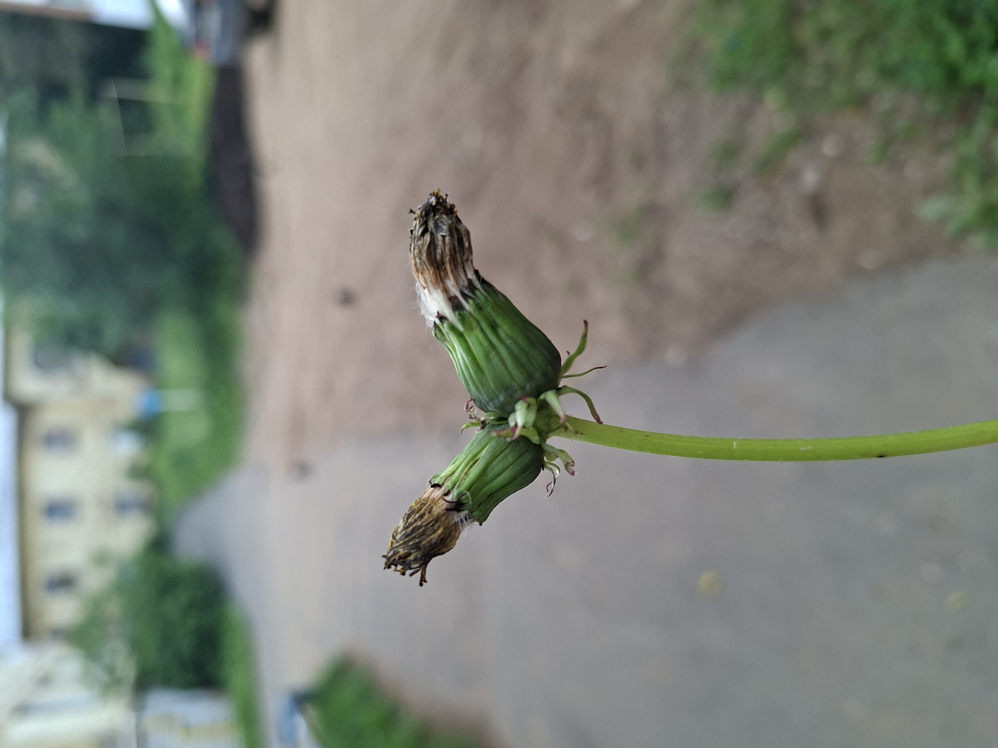 The image shows a close-up of a dandelion seed head with two distinct parts, appearing as if it has split. The seed head is green at the base and the tops are dried and brown. The dandelion stem is bright green and extends downwards, out of focus. In the background, a paved pathway is visible, flanked by dry dirt and patches of green grass and bushes. Further in the background, a light-colored building with several windows can be seen, and a dark-colored car is parked to the right. The overall setting suggests an outdoor urban environment. This location is in Izhevsk, Russia, likely a park or residential area.
