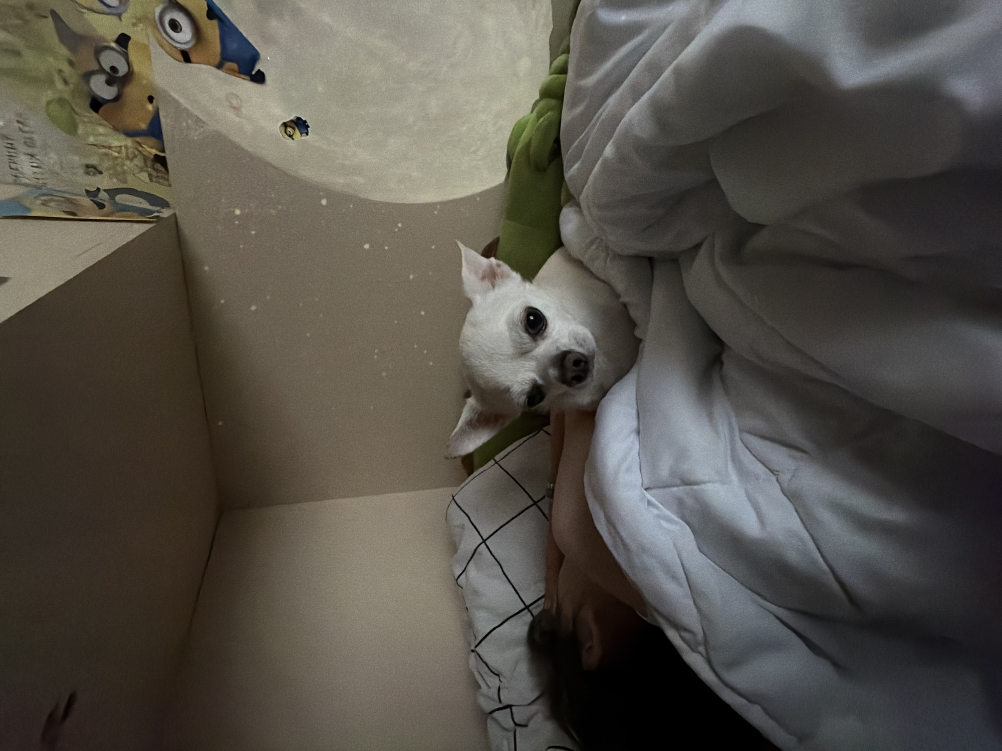A small white Chihuahua is nestled in a bed with white sheets and a green plush toy. A person's head and part of their arm are visible under the blankets. The room appears to be decorated with a Minions-themed poster or decal. The location of the city of Birobidzhan, Russia cannot be verified based on the available image.