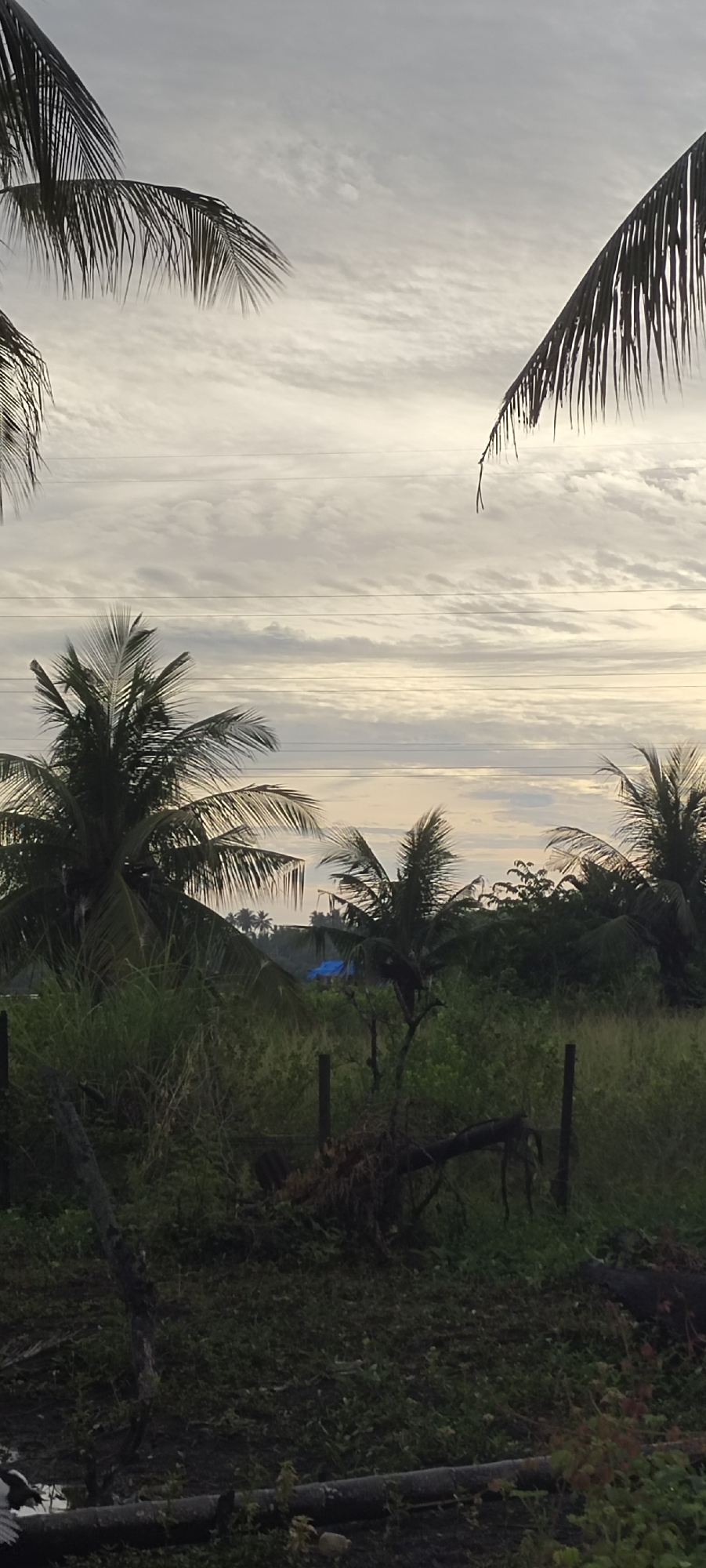 This vertical photograph captures a rural or semi-rural tropical landscape located in Lhokseumawe, Indonesia. The scene is illuminated by diffused light, suggesting either early morning or late afternoon.
The upper portion of the image features an overcast sky characterized by light grey and white stratified cloud formations. Five thin, dark horizontal lines, identified as power lines, traverse the sky across the middle-upper third of the frame. Dark green fronds from two palm trees are partially visible, framing the upper left and right corners.
In the midground, several prominent coconut palm trees with dense green fronds rise above a mixed canopy of tropical foliage. A blue tarp, likely covering a structure, is discernible among the trees in the mid-distance on the left side. Two light-colored birds are perched on branches within the foliage in the midground, positioned towards the center-right. Further in the background, a dense cluster of smaller palm trees and other tropical vegetation forms a distant tree line.
The foreground consists of unkempt ground covered with a mix of green grass, weeds, and darker patches of soil. Several dark, weathered wooden posts are vertically oriented in the lower-middle and right parts of the frame. Scattered across the ground are fallen logs and decaying branches; a prominent dark, horizontal log or pipe lies across the lower-middle section. A small body of water or puddle and several small white objects are visible in the bottom-left corner. No human figures or discernible actions are present in the image.