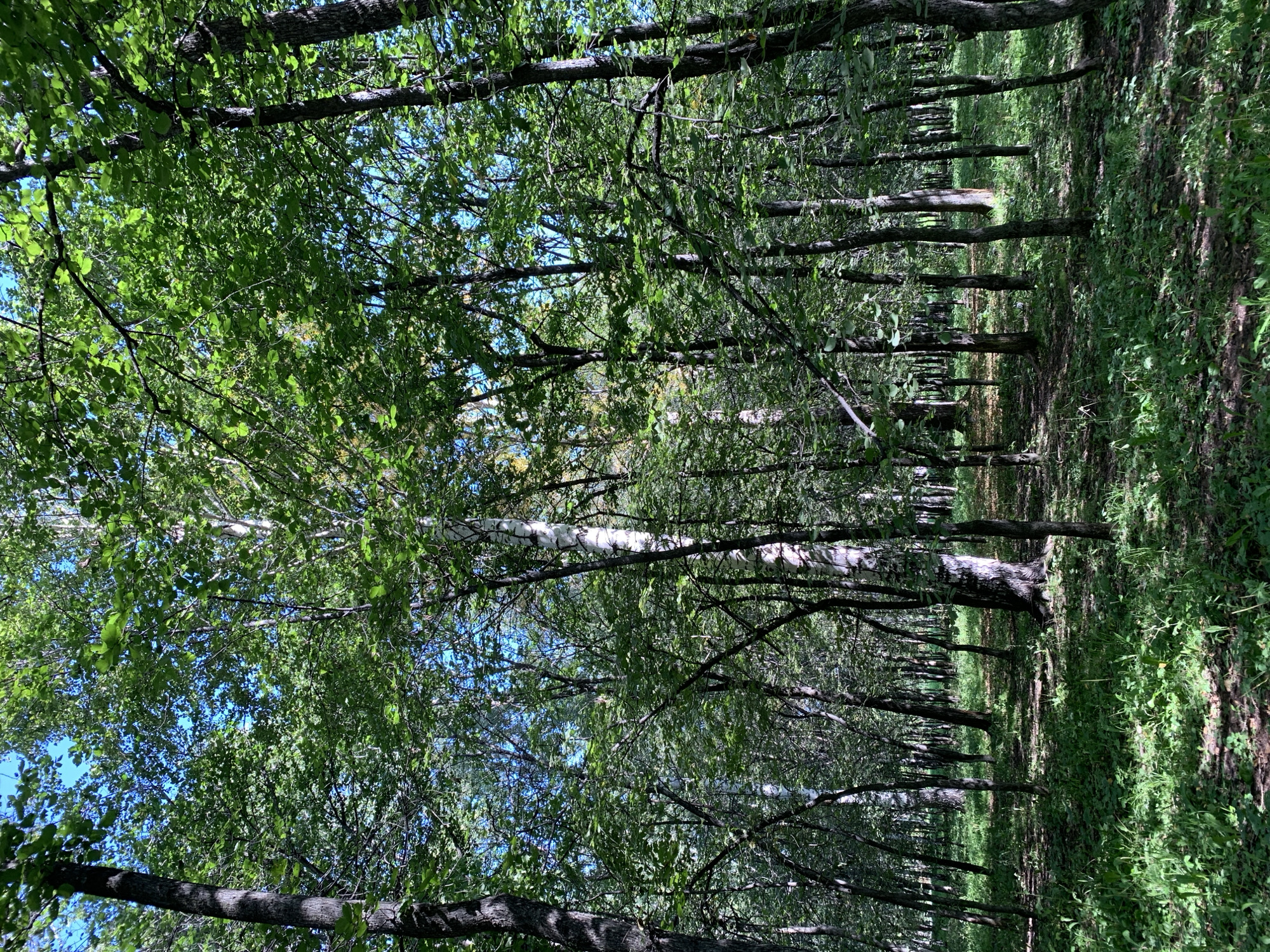 The image shows a dense forest with a clear blue sky visible through the canopy. Sunlight filters through the leaves, creating dappled shadows on the forest floor, which is covered in green grass and some fallen leaves. The trees are tall and varied, with some having dark bark and others exhibiting the characteristic white and black peeling bark of birch trees. The overall impression is one of a natural, sunlit woodland. The location is identified as being in Prokopyevsk, Russia. There are no people or discernible actions depicted in the image.