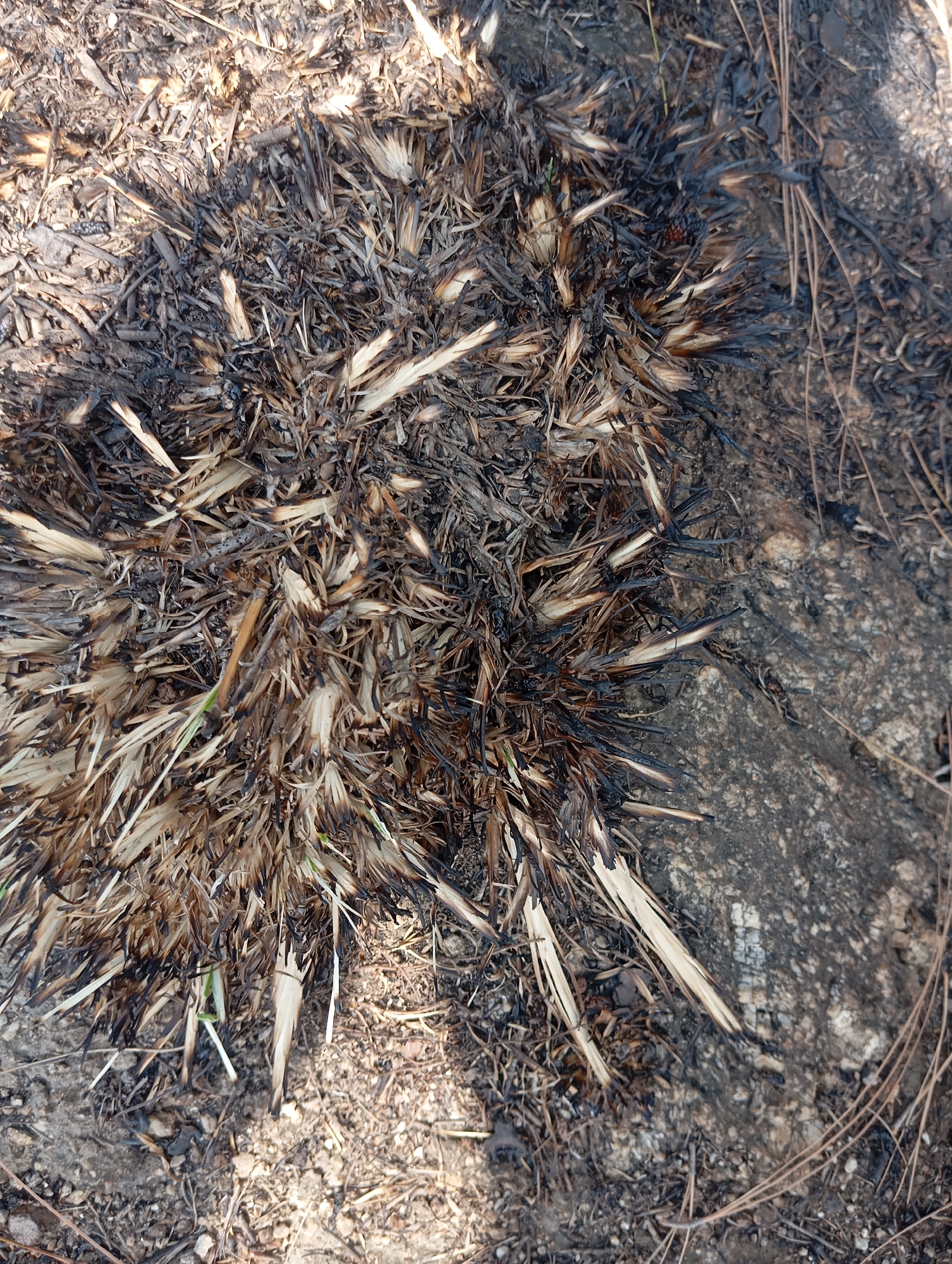 The image displays a patch of scorched earth with what appears to be burnt vegetation, possibly dried grass or reeds. The burnt material is dark brown to black, with some lighter brown and tan remnants of the original plant structure. Some green shoots are visible emerging from the charred debris, indicating the possibility of regrowth. The ground is composed of soil, small stones, and scattered dried plant matter. A large, speckled rock is partially visible on the right side of the image. The overall impression is of an area that has recently been affected by fire. The scene is outdoors, suggesting a natural or semi-natural environment. No people or animals are visible. The location in Hakale, Pakistan, is not visually represented within the image itself.