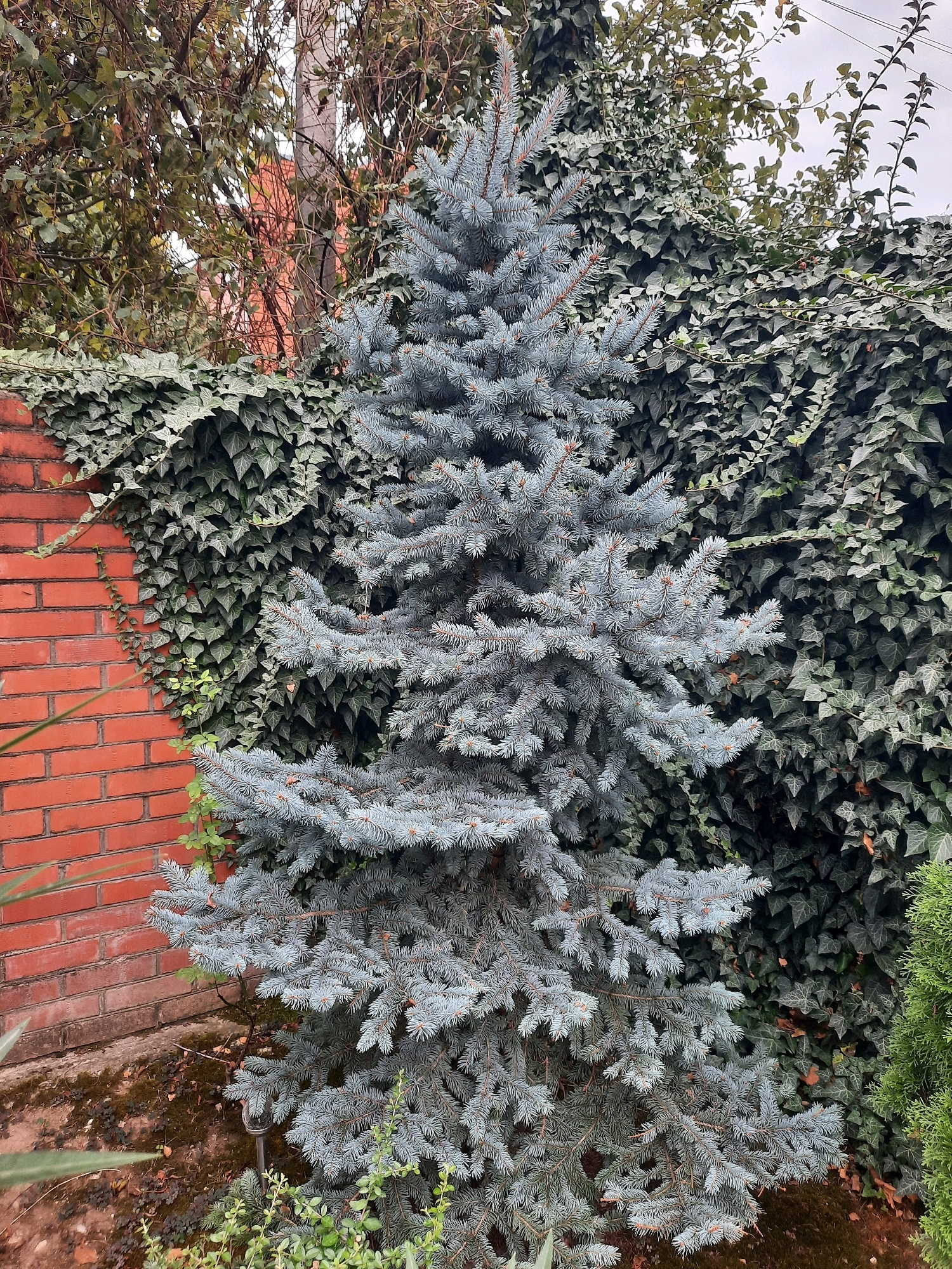 A blue spruce tree stands in front of a wall covered in ivy. To the left, a red brick wall is visible. The ground is covered with dirt, moss, and fallen leaves. The sky is overcast. This scene is located in Novorossiysk, Russia.