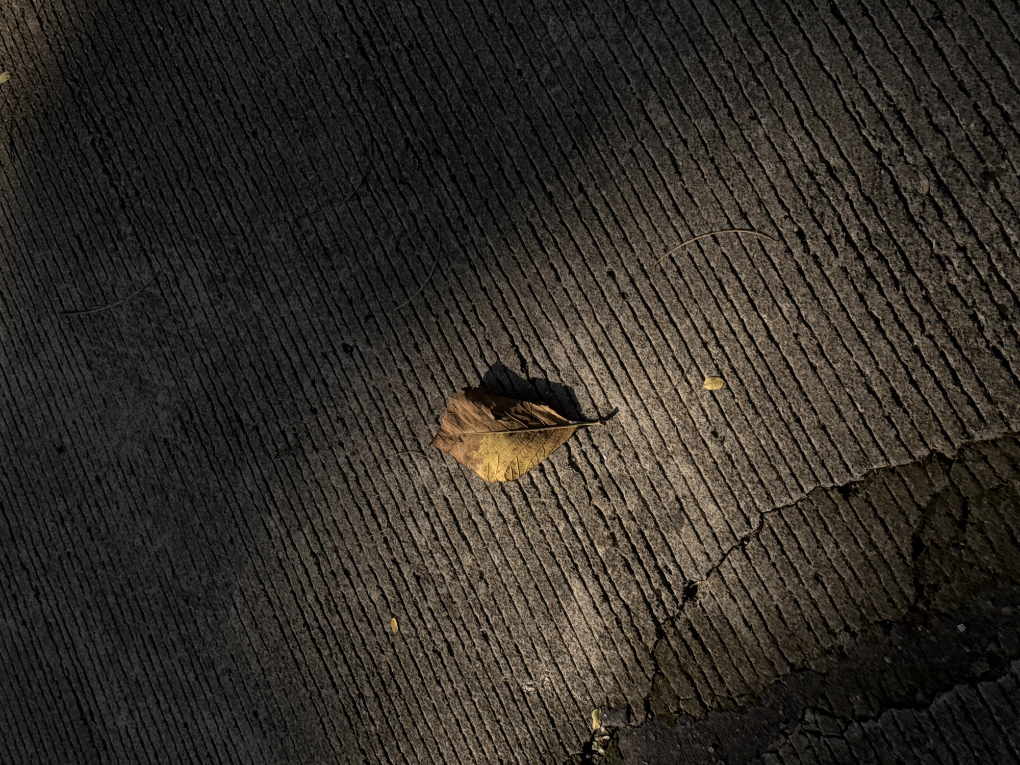 This is a high-angle, close-up, eye-level shot of a single dried leaf resting on a textured concrete surface. The concrete is grooved with parallel lines, creating a pattern of ridges and valleys. The leaf is predominantly yellow and brown, with visible veins, and is positioned slightly off-center in the frame.
The scene is illuminated by directional light, casting shadows that highlight the texture of the concrete and the form of the leaf. The light appears to be coming from the right, creating a strong contrast between the lit and shadowed areas. The overall mood is quiet and still, evoking a sense of autumn or a natural transition.
The location context provided is Alian, Indonesia. While the image itself does not contain explicit textual information or specific visual cues that pinpoint this exact location, the setting of a textured concrete surface could be found in various outdoor environments. The time of day is suggested by the long shadows, likely late afternoon or early morning. There are no people or animals visible in the image, and the weather appears to be clear, allowing for the direct sunlight. The image focuses on the simple beauty of a fallen leaf against a man-made texture.