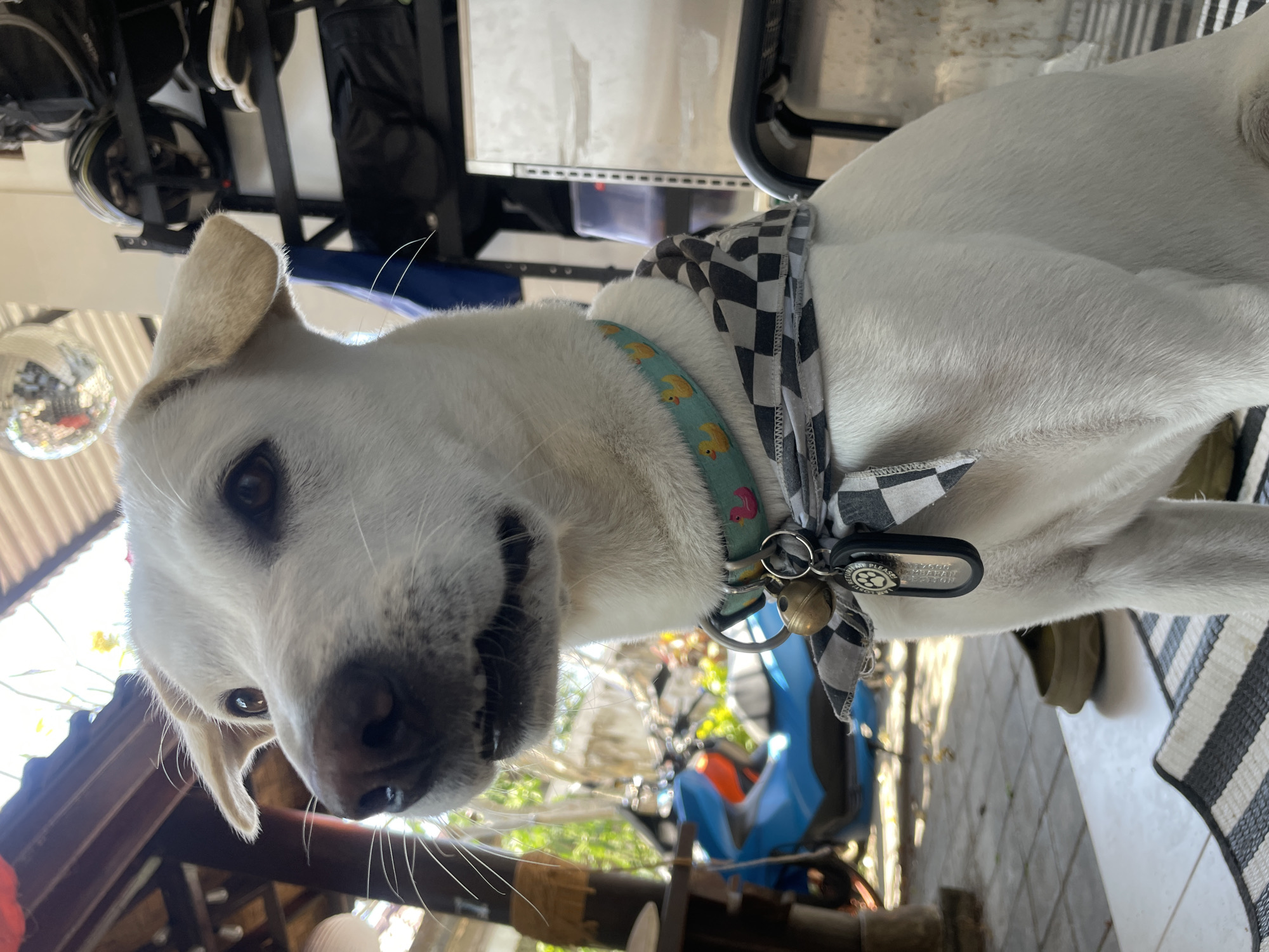 A white dog with light brown ears is captured in a medium shot, looking to its left with its mouth slightly open. It wears a teal collar adorned with yellow duck figures and a black and white checkered bandana tied around its neck. A dog tag and a bell are attached to the collar. The dog is seated on a striped mat. In the background, out of focus, a bright blue motorcycle is visible. The environment suggests an outdoor, possibly covered, setting with some industrial-looking shelving units and reflective surfaces in the upper right quadrant. The lighting indicates it is daytime, with sunlight casting shadows and illuminating the scene. The overall setting appears to be a residential or commercial area, potentially in Kuta Selatan, Indonesia, given the presence of a motorcycle and the architectural style.