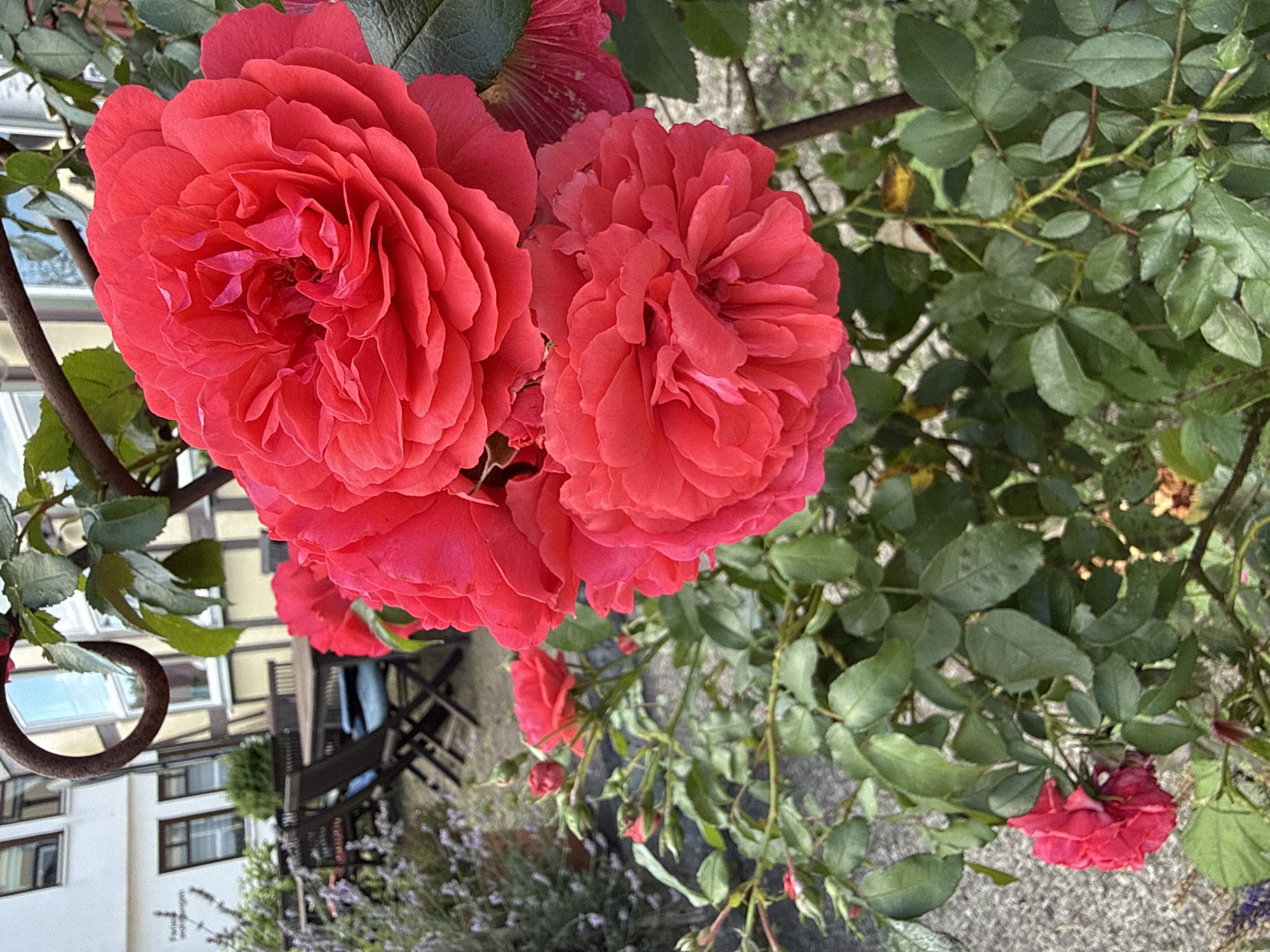 A close-up shot focuses on several bright pink roses in the foreground, with layered petals and lush green leaves. In the background, a patio area with wooden tables and chairs is visible, suggesting an outdoor seating space. Behind the patio, a building with white and tan-colored siding and multiple windows is partially visible. The scene appears to be located in Walkenried, Germany.