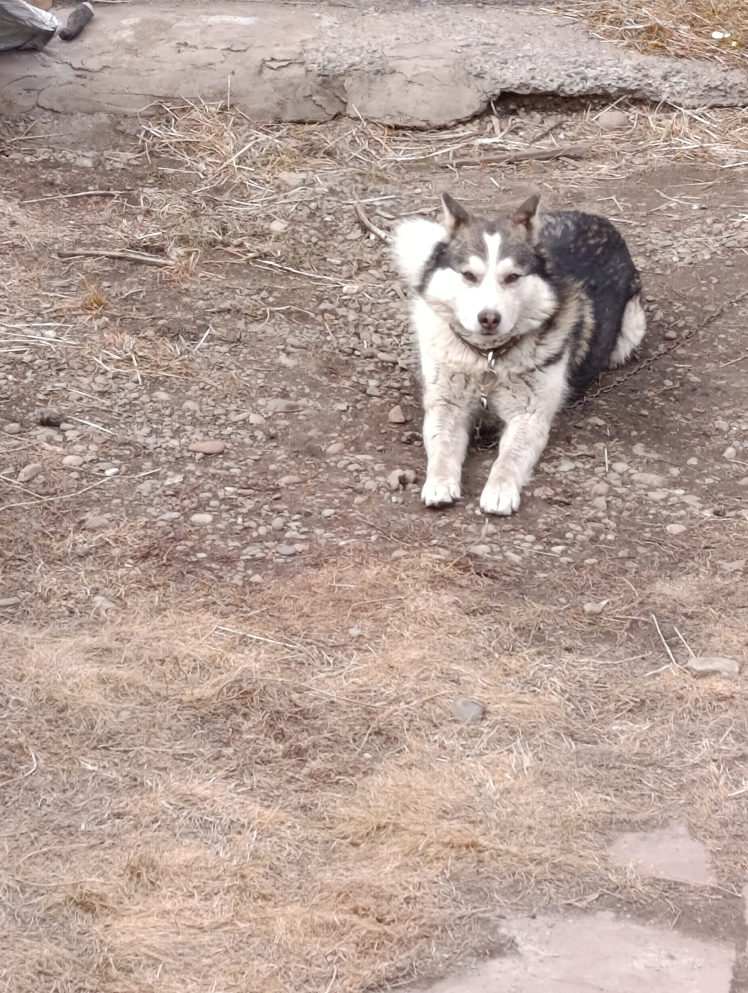 A husky-type dog lies on the ground in Krasnoyarsk, Russia. The dog has grey and white fur, a dark grey and black back, and a white blaze on its forehead. It wears a collar with tags and is attached to a chain. The ground is a mixture of dirt, small rocks, and dried grass. A concrete structure sits in the background.