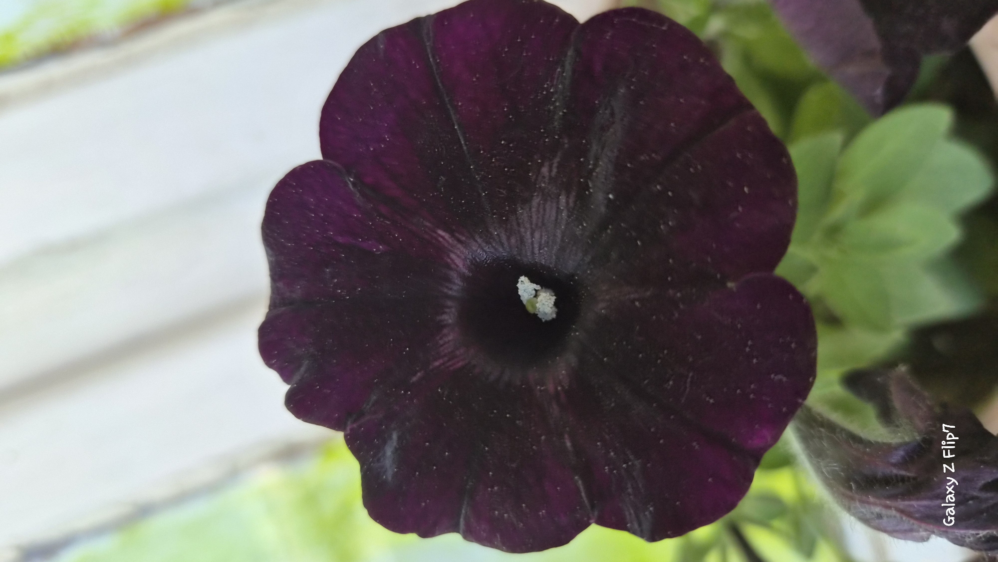 A close-up, slightly tilted view shows a dark purple petunia flower. The flower has a black center where the stamen is visible. Fine speckles of what appears to be pollen or dust are distributed across the petals. Green leaves and what looks like part of the pot or planter are visible blurred in the background. The flower appears to be in a sunny outdoor location. The words "Galaxy Z Flip7" are visible near the bottom right corner of the image. There is no information about the image being taken in Kalipetrovo, Bulgaria.