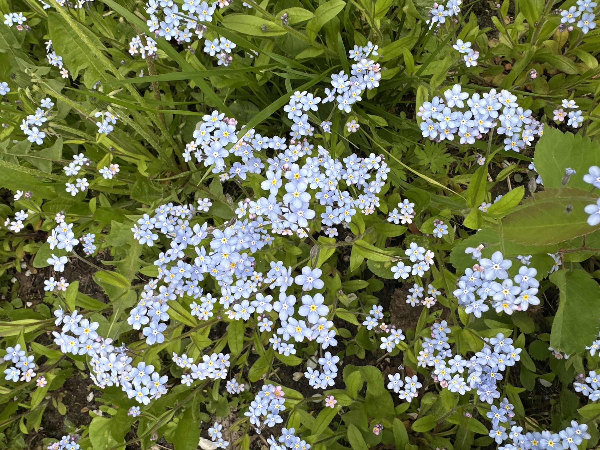The image shows a patch of forget-me-not flowers interspersed with green foliage and soil. The flowers are light blue with yellow centers. The scene appears to be outdoors in natural light. There is no specific information to link the image to Nizhny Novgorod, Russia. There are no people, actions or interactions visible in this image.
