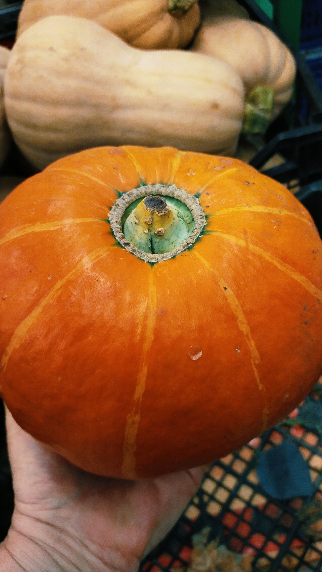 A close-up, vertical shot shows a bright orange pumpkin being held by a person's hand in the foreground. The pumpkin has light orange stripes and a green, textured stem. In the background, several pale tan pumpkins are visible, some out of focus. The scene appears to be in an outdoor market or store, suggested by a dark, netted surface and some colorful objects in the lower right corner. The lighting is even, highlighting the textures of the pumpkins.
