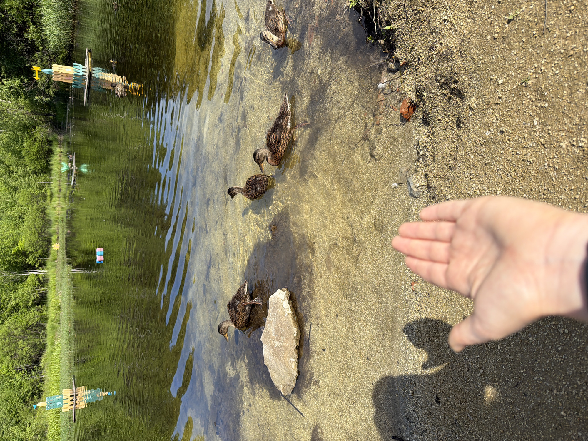 The image depicts a serene natural setting with a body of water and a sandy shoreline. In the foreground, a person's hand is extended outwards, with a shadow cast on the sand. The hand is open, palm facing upwards, suggesting an offering or an interaction with the environment. A large, light-colored rock sits in the shallow water near the shoreline. Several ducks are present in the water, some swimming, others standing near the rock. The water is clear, revealing the sandy bottom. In the background, the water extends to a vegetated shoreline with trees and grass. Several colorful, decorative structures resembling small towers or forts are placed on the water, some with reflections visible. The overall scene evokes a peaceful, outdoors atmosphere, likely a park or natural reserve. The specific location in the city of Кульдур, Russia, is not discernible from the image itself.