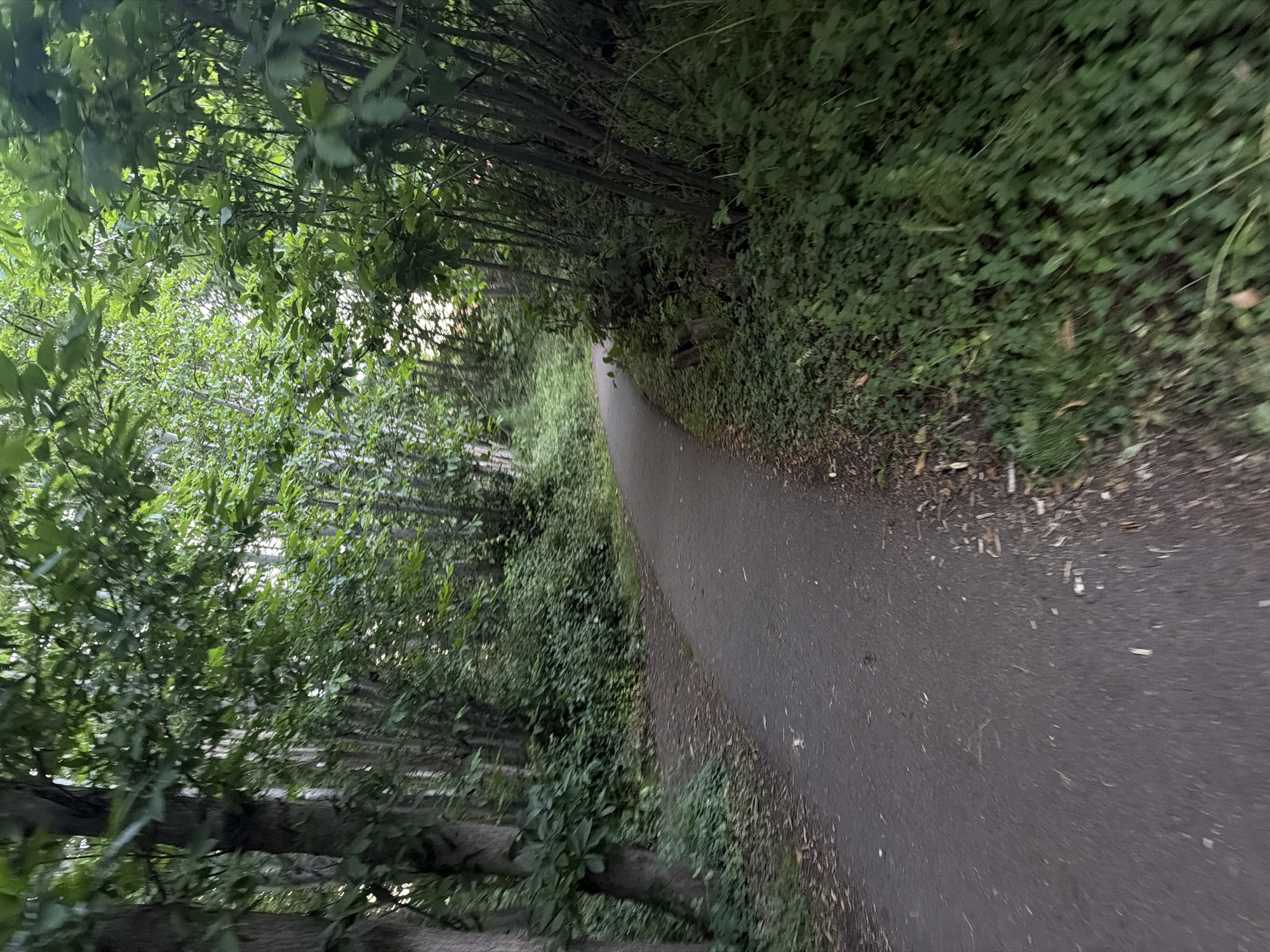 This image depicts a paved walking path, likely in a park or woodland area within Maidstone, United Kingdom. The dark asphalt path curves gently to the right as it recedes into the distance, framed by dense green foliage on both sides. To the immediate left, several mature tree trunks are visible, with their canopies forming a dense overhead cover. The ground beside the path on the left is covered with low-growing green plants and scattered leaf litter. On the right, a thick growth of younger trees and shrubs creates a dense, impenetrable green wall alongside the path, also with abundant ground cover. The overall impression is one of a shaded, natural environment, with dappled light filtering through the trees. No individuals, animals, or discernible human activity are present in the frame.