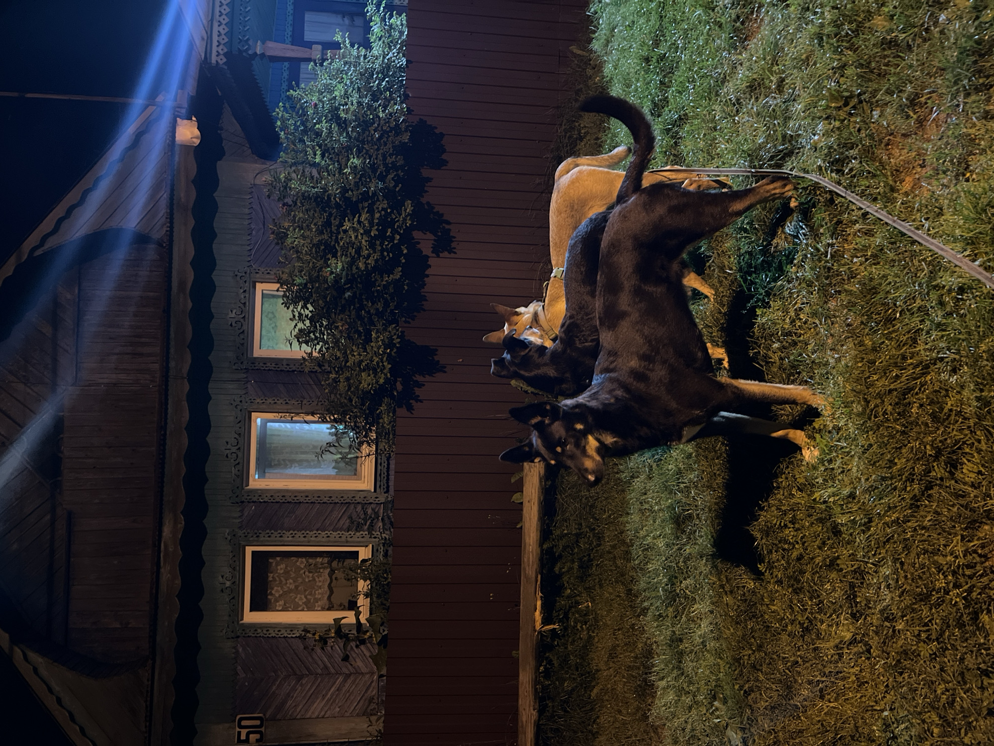 At night, three dogs stand on a grassy lawn in front of a wooden house. The house has intricate carvings around the windows and is painted a dark teal color. The number "50" is visible on the left side of the house. A wooden fence runs along the property, and trees and bushes are present. A beam of light shines down from the top right of the frame, illuminating parts of the house and the dogs. The ground is wet, suggesting recent rain or dew. One dog in the foreground is black and tan, facing left with its head turned slightly towards the viewer. Behind it, two other dogs are partially visible. One is a lighter brown color, and the other is dark-colored. A leash is visible on the ground, extending from the front dog.