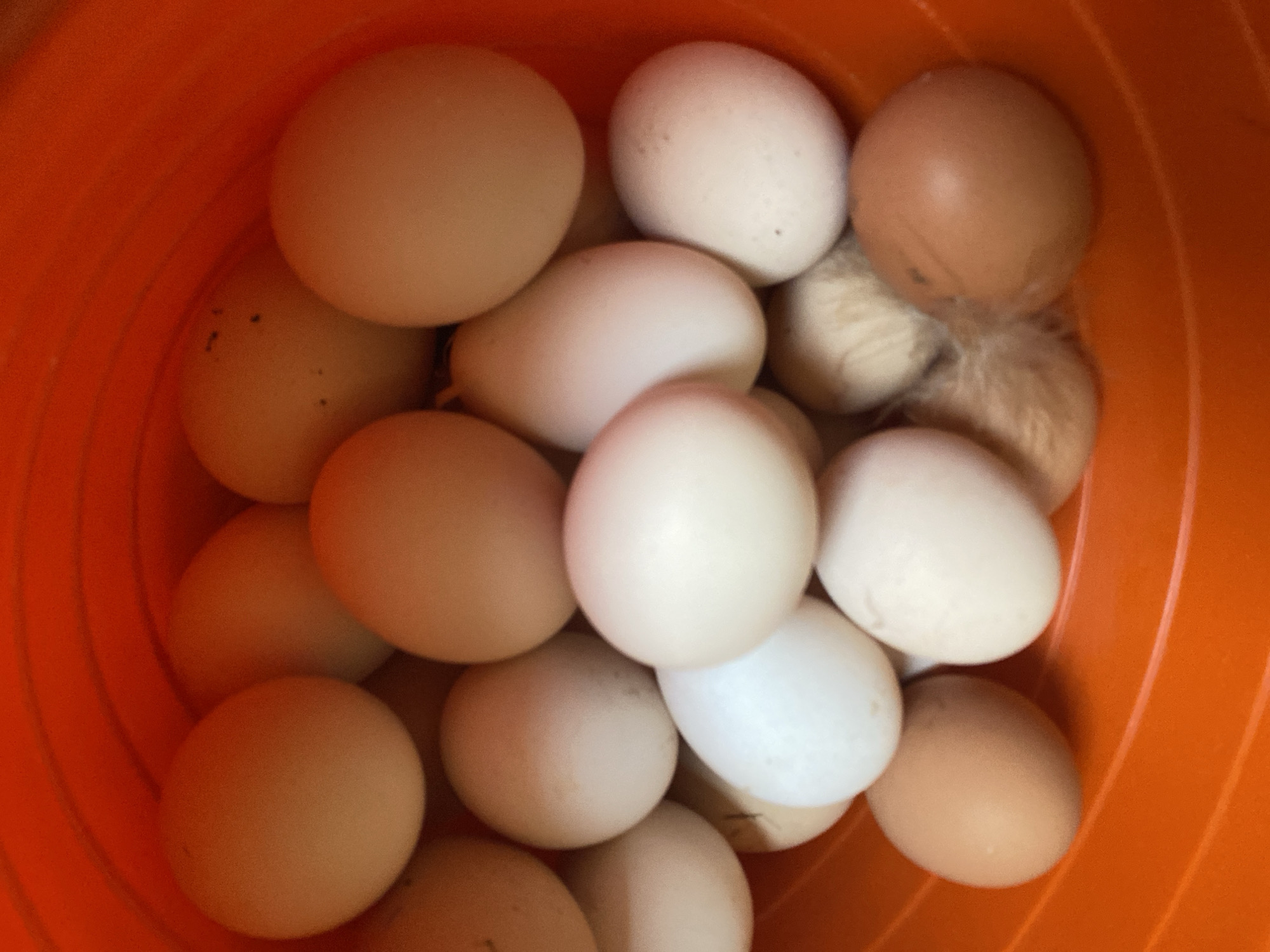 A high-angle, close-up shot captures a collection of numerous chicken eggs nestled within an orange plastic bucket. The eggs exhibit a variety of colors, ranging from pale white to light brown and speckled brown. Some eggs are smooth, while others show small imperfections. A small clump of light brown feathers is visible amongst the eggs. The bucket's ribbed interior and bright orange color dominate the background. The scene is devoid of human presence and is not identifiable as being located in Maloarslangulovo, Russia.