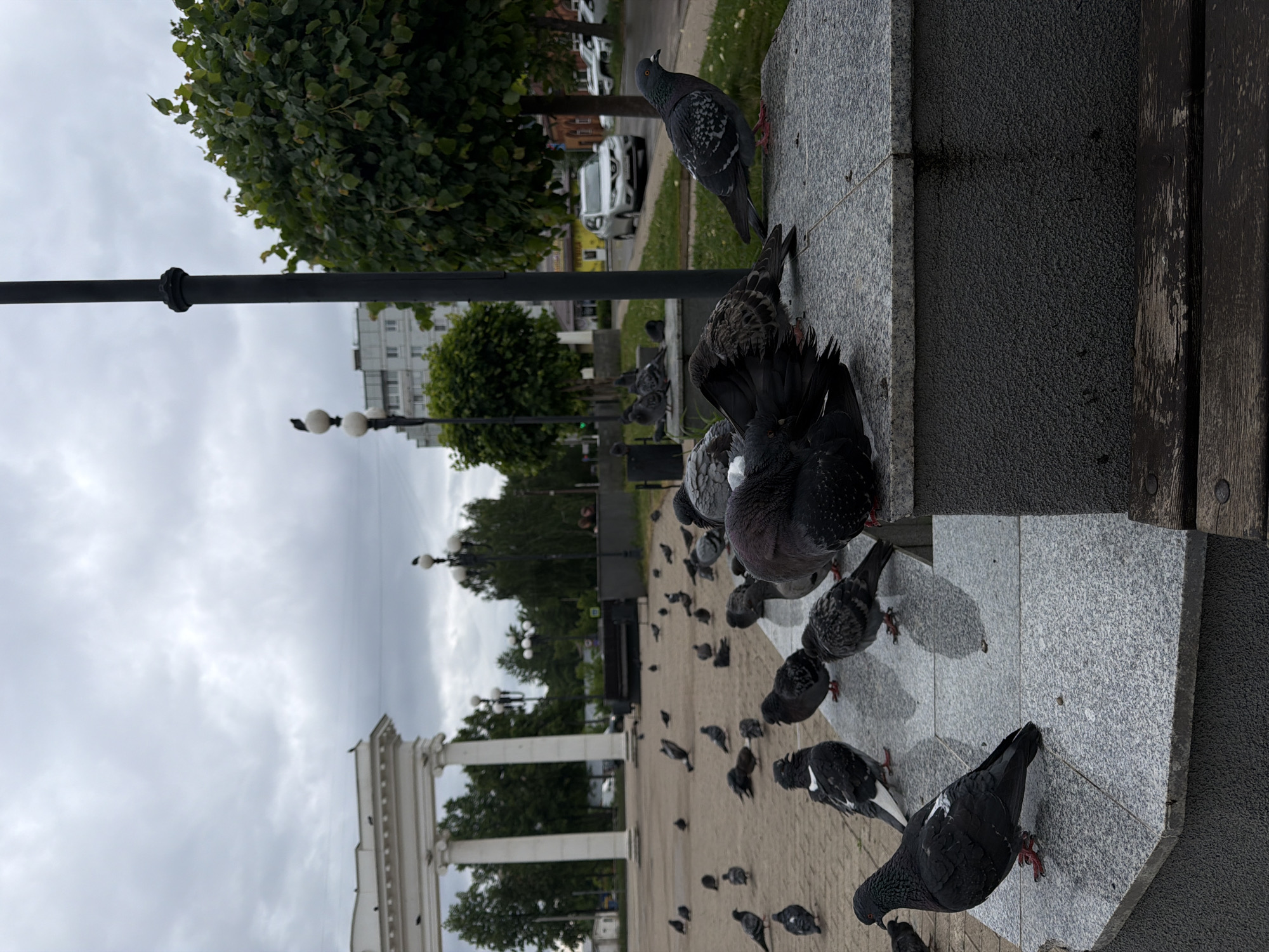 The image depicts a group of pigeons congregating in a public space in Chaikovsky, Russia. They are on and around a granite or stone structure, possibly the base of a monument or building. In the background, there's a park or public garden with trees, streetlights, and a white colonnade structure in the distance. A street with cars can also be seen in the far background. The sky is overcast.