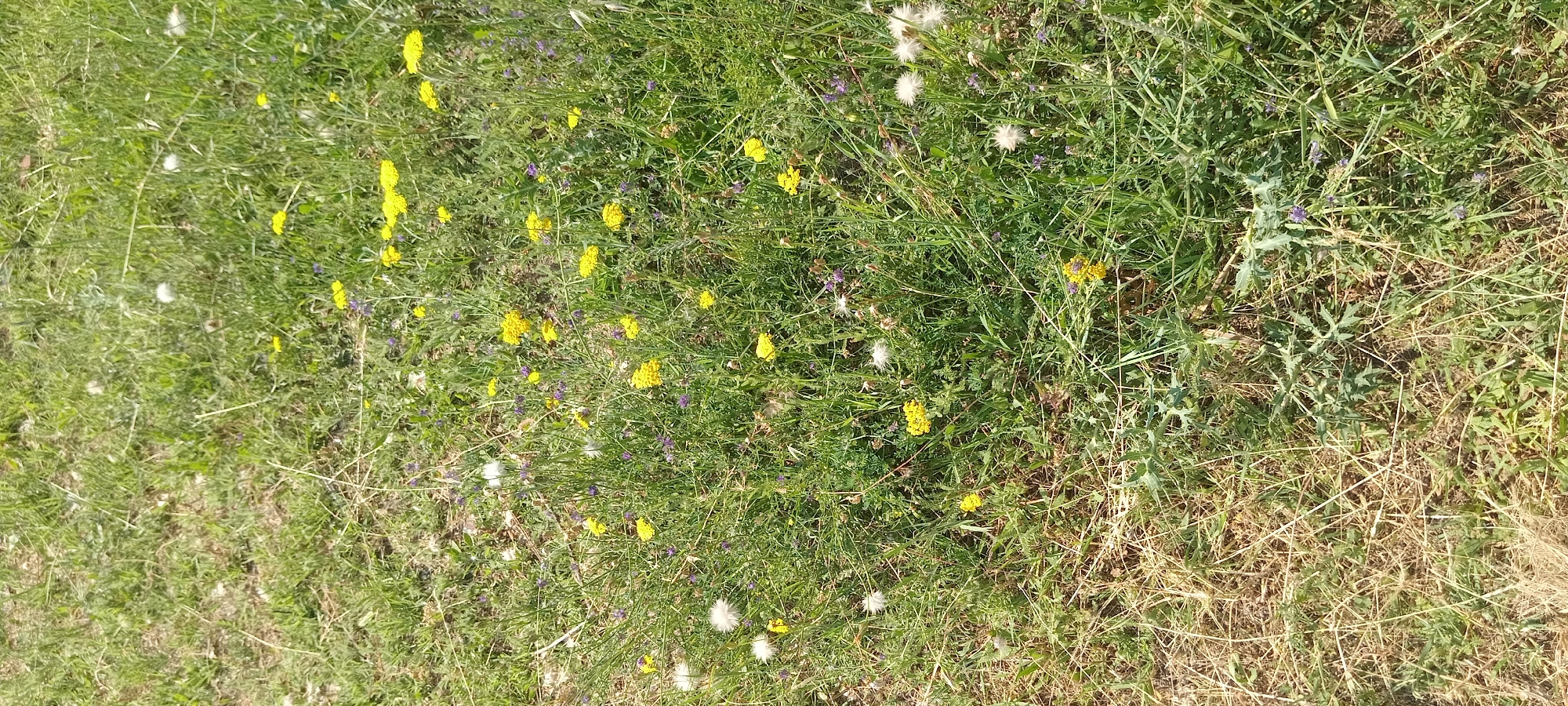 A field of grass and wildflowers is shown from a top-down perspective. Yellow, white, and purple wildflowers are scattered throughout the grass. Some of the white wildflowers appear to be seed heads, possibly from dandelions. The grass is green and dry in some areas, suggesting a warm climate. There are no people or animals visible in the image. The scene appears to be natural and undisturbed.