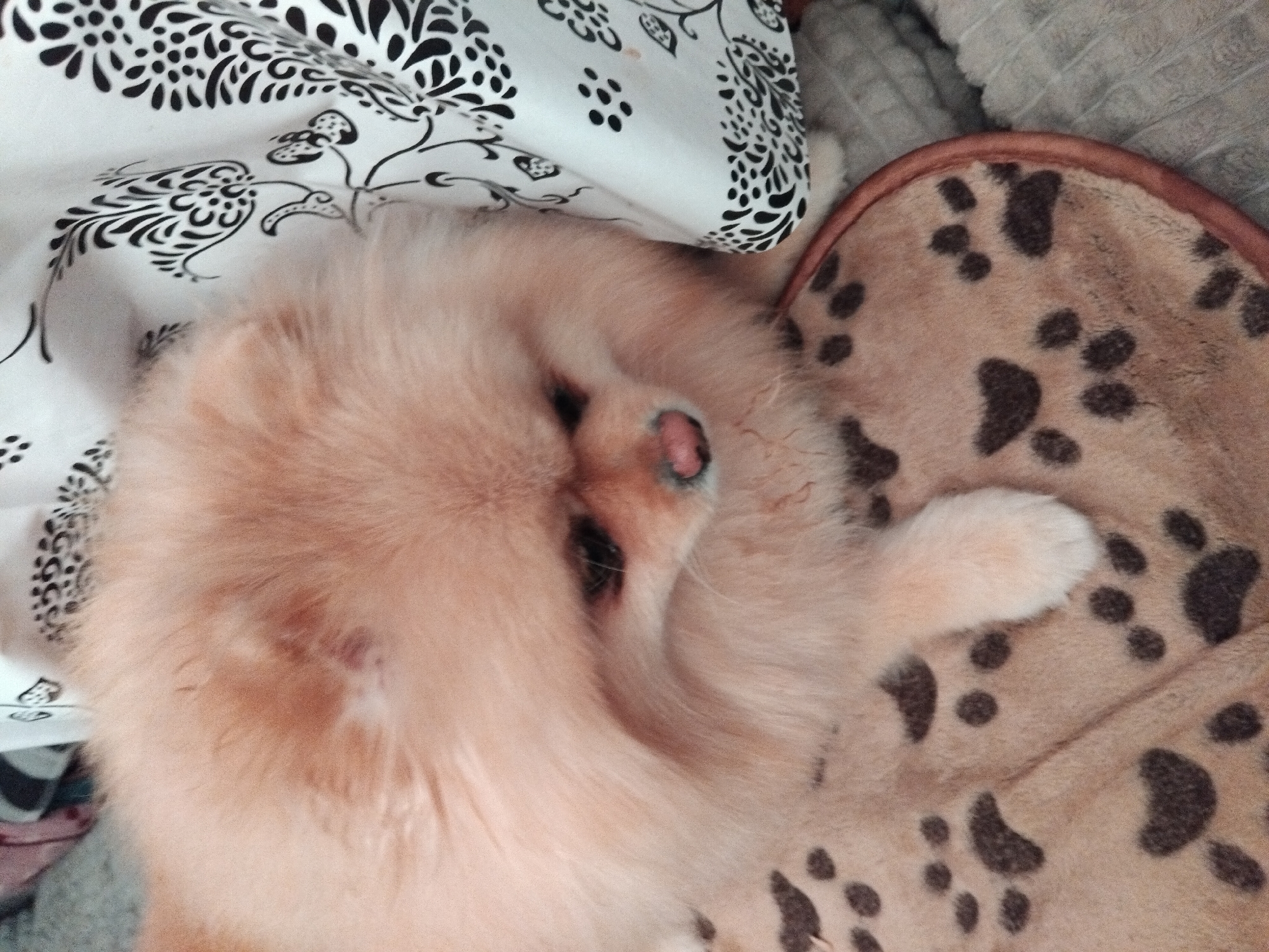 In Apriltsi, Bulgaria, a light-colored Pomeranian dog with fluffy fur is lying down on a tan blanket patterned with dark paw prints. The dog is positioned on its side, with its head resting and facing towards the right. A white fabric with a black floral pattern is visible behind the dog. The overall scene is intimate and domestic.