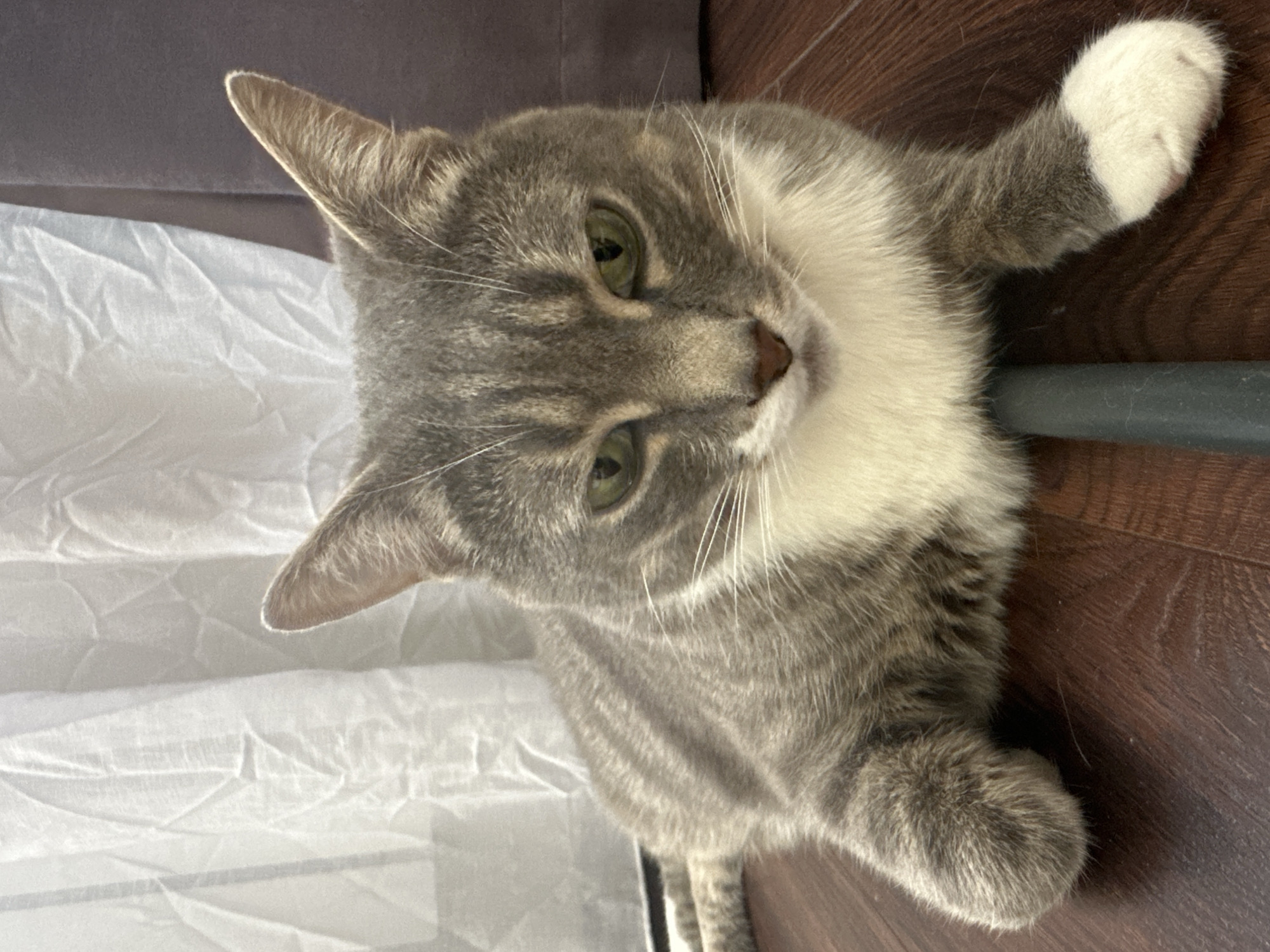 A grey and white tabby cat is lying on a dark wooden floor. The cat is facing the camera with its head slightly tilted. Its eyes are green and it has white whiskers. The cat has a white chest and a white paw visible. In the background, there are white curtains and a dark grey surface. A dark grey cylindrical object is positioned under the cat's body.