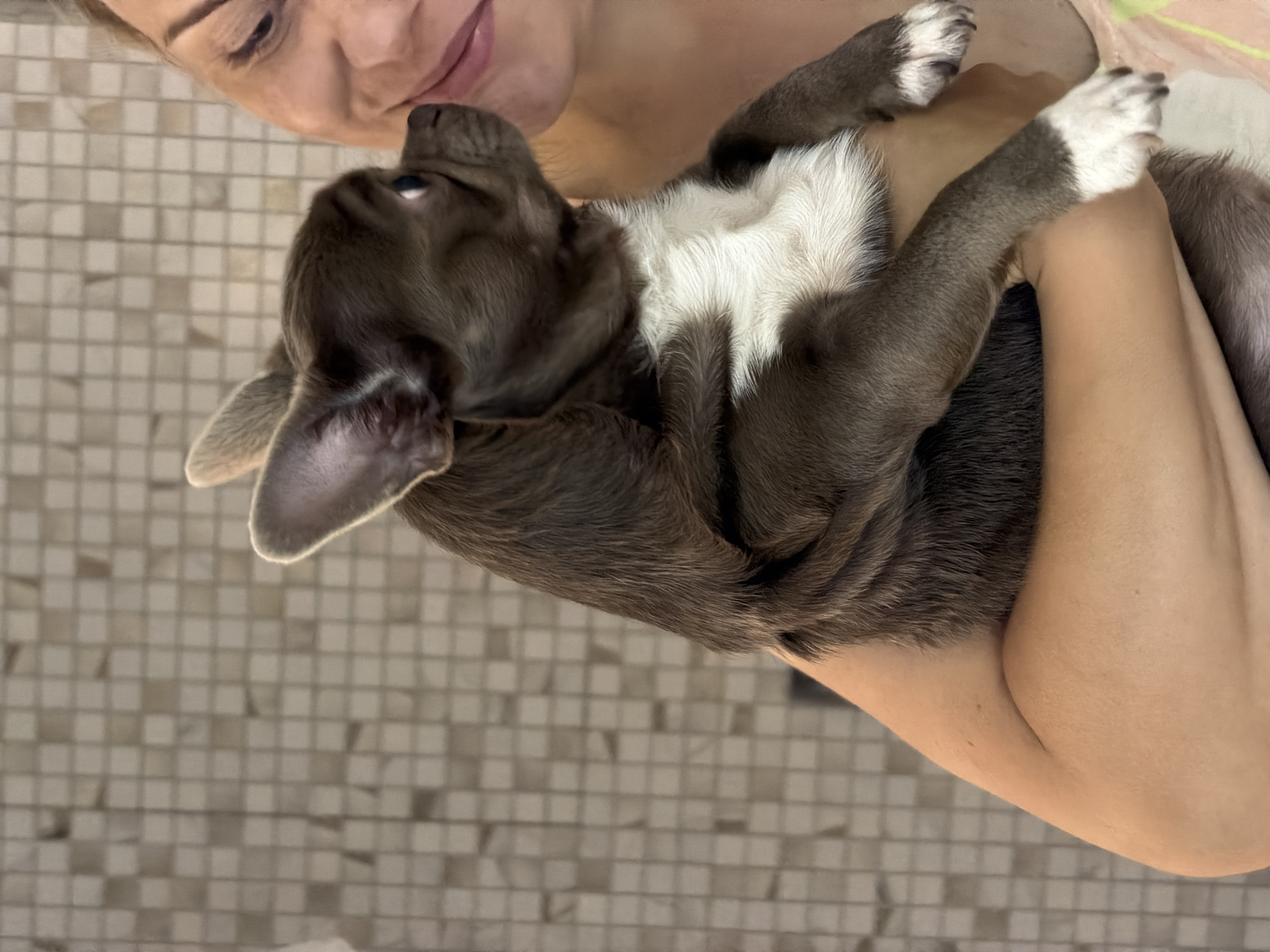 A close-up, profile view shows a person holding a small, chocolate-brown Chihuahua puppy. The puppy's large ears are erect, and its eyes are visible, looking to the right. It has white markings on its chest and paws. The person's arm is visible holding the puppy. The background consists of a tiled wall. The image is not located in Votkinsk, Russia.