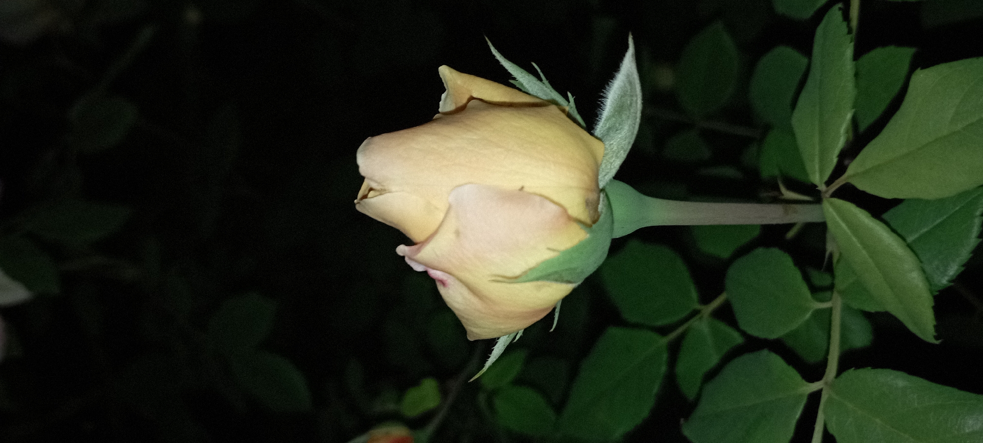 A close-up, vertical shot shows a pale yellow rose bud in sharp focus, set against a blurred, dark background of green leaves and a black night sky. The rose bud is partially open, revealing delicate, layered petals. The stem of the rose is pale green, and it is surrounded by serrated green sepals that are covered in fine, white hairs. Some green leaves are visible below and to the sides of the rose, also blurred. The lighting suggests it is nighttime, and the image appears to have been taken outdoors in a garden or natural setting, possibly in the village of Radisne, Ukraine. There are no people or animals visible in the image.