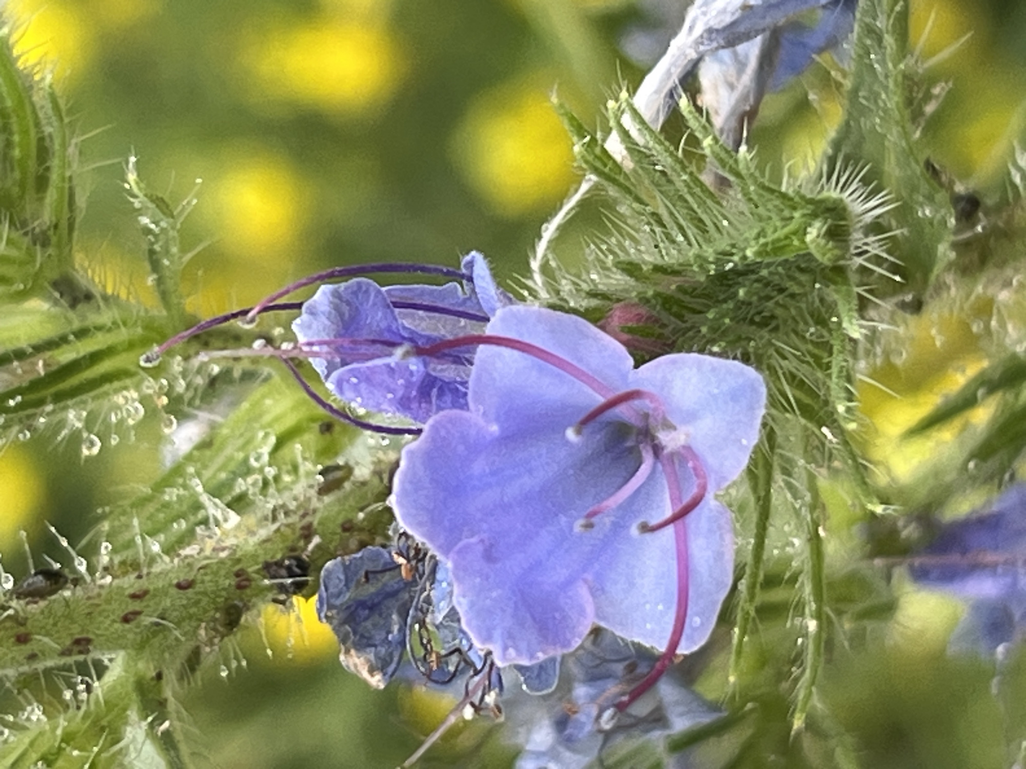 A close-up, high-angle shot captures a delicate purple flower in bloom against a softly blurred background of green foliage and yellow splotches, possibly other flowers. The flower features five distinct petals, each subtly textured and tinged with lighter and darker shades of purple. The stamen, a vibrant reddish-pink, curves gracefully outwards from the center of the blossom, tipped with tiny white anthers. The flower's stem and surrounding leaves are covered in fine, white hairs, some of which glisten with small water droplets, suggesting recent moisture. Several tiny, dark-colored insects, possibly aphids, are visible on the hairy stem. The overall impression is one of natural beauty and detail, a macro view of a plant in its environment. The image provides no information about its location in the city of Shyroka Dacha, Ukraine, or any human activity.