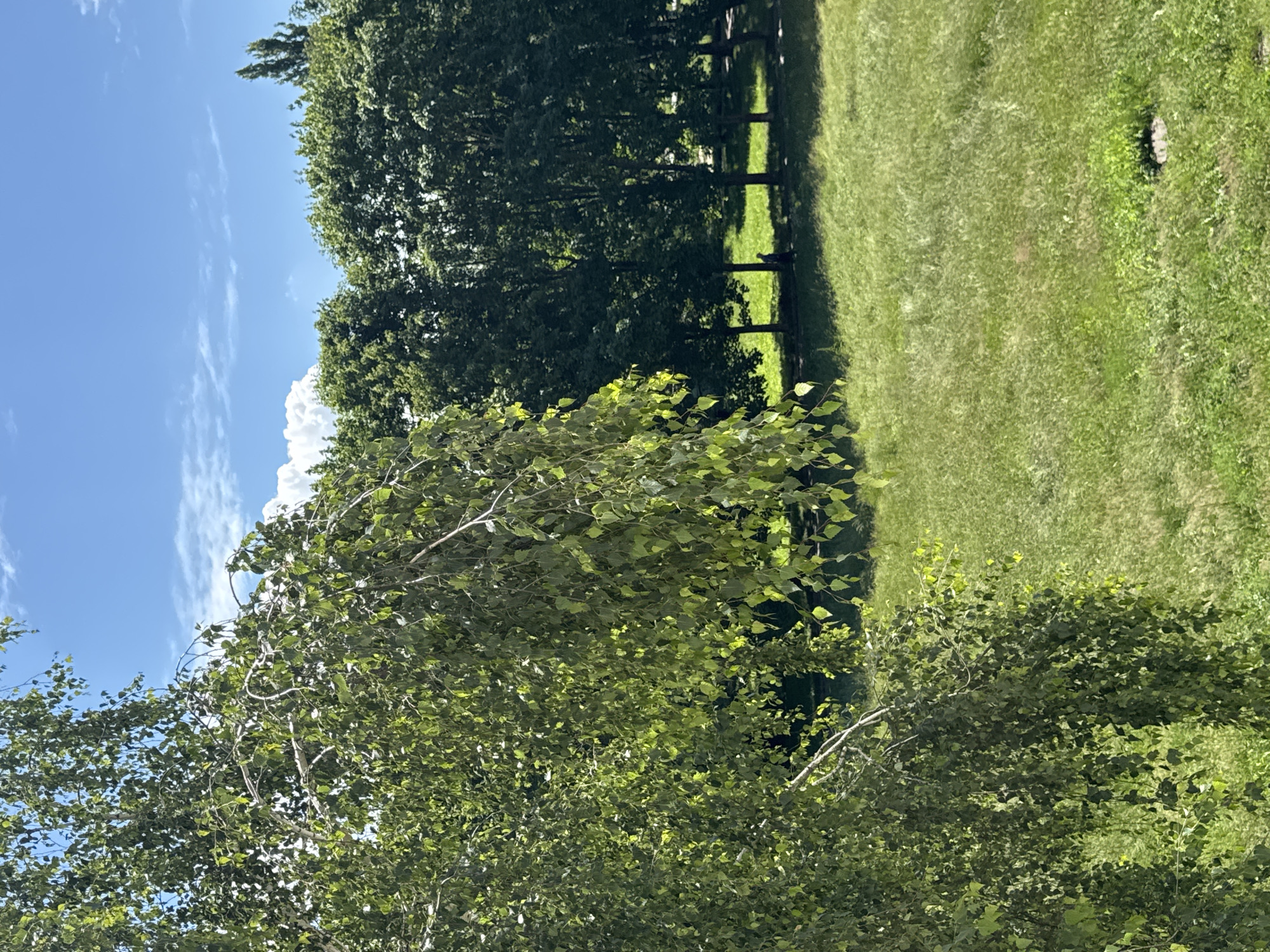The image shows a lush green park on a sunny day under a blue sky with scattered white clouds. In the foreground, a large birch tree with cascading branches and abundant green leaves dominates the left side of the frame, its leaves backlit by the sun. Behind the birch tree, a row of mature deciduous trees forms a dense, dark green backdrop. The ground is covered in bright green grass, with some patches appearing slightly yellowed. In the mid-ground, a single person, appearing as a small dark silhouette, is walking on a path in front of the row of trees. The scene suggests a tranquil outdoor setting in a park or recreational area.