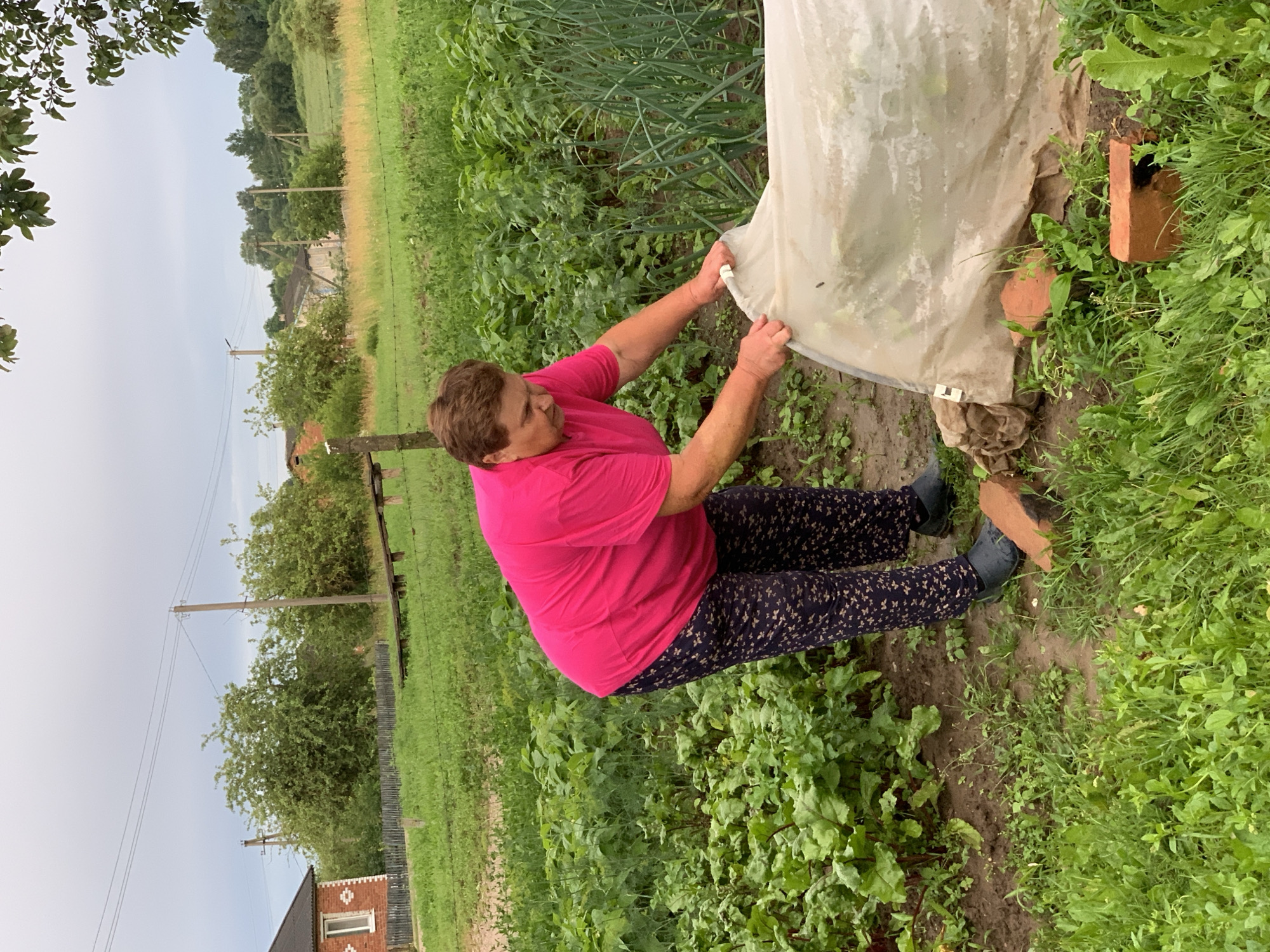 A woman in a bright pink shirt and dark patterned pants is tending to a garden in the village of Vidzy, Belarus. She is bent over, holding a translucent white cover over a raised garden bed. The garden is lush and green, with rows of plants visible, including beets and onions. In the background, a rustic wooden fence separates the garden from a grassy field, and a red brick house with a dark roof can be seen in the distance. Telephone poles and wires are visible against a cloudy sky. The ground is a mix of soil and green grass, with a few scattered bricks near the garden bed.