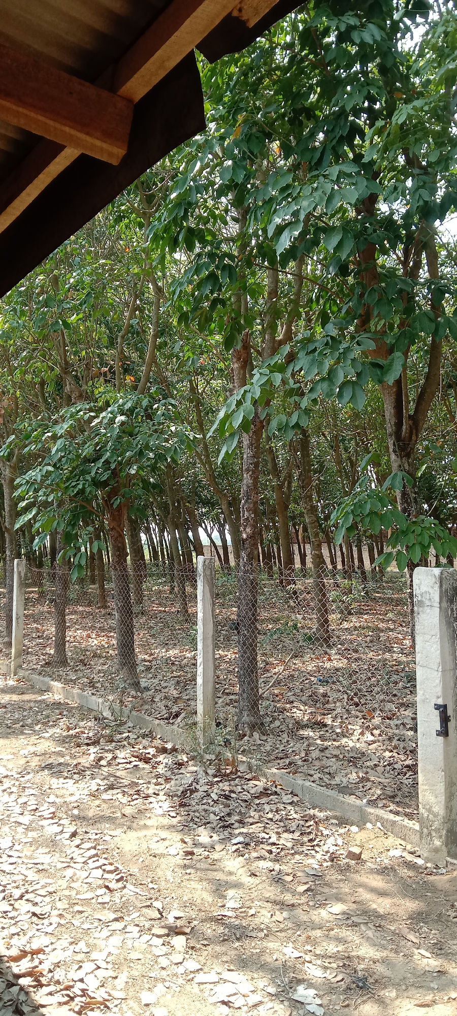 The image depicts a plantation of rubber trees, characterized by their tall, slender trunks and dense green foliage. A chain-link fence, supported by concrete posts, separates the plantation from a dirt path covered in fallen leaves. The path appears to be the foreground of the image, with the plantation extending into the background. The scene suggests a rural or semi-rural setting, possibly within the outskirts of Utama Jaya Mataram, Indonesia, given the typical agricultural practices in the region. There are no people or animals visible in the image. The overall atmosphere is one of natural growth and enclosure.