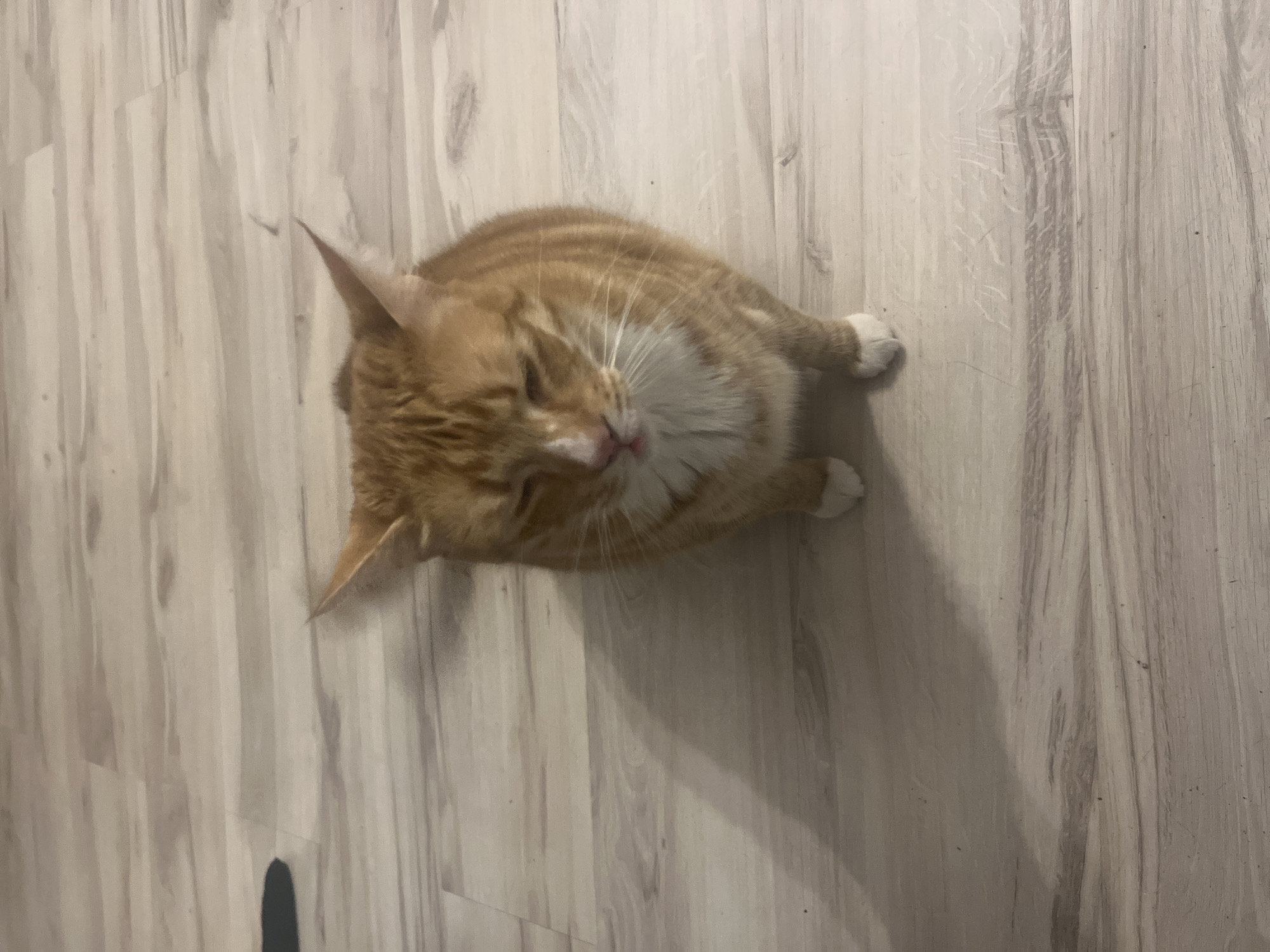 A ginger and white cat is sitting on a light-colored wooden floor. The cat is looking down with its eyes partially closed and its tongue slightly sticking out. Its front paws are visible, and they are white. The floor has a wood grain pattern with some light and dark streaks. The lighting in the image casts a shadow of the cat to its left. There is no discernible information about the location in the city of Zabrze, Poland.