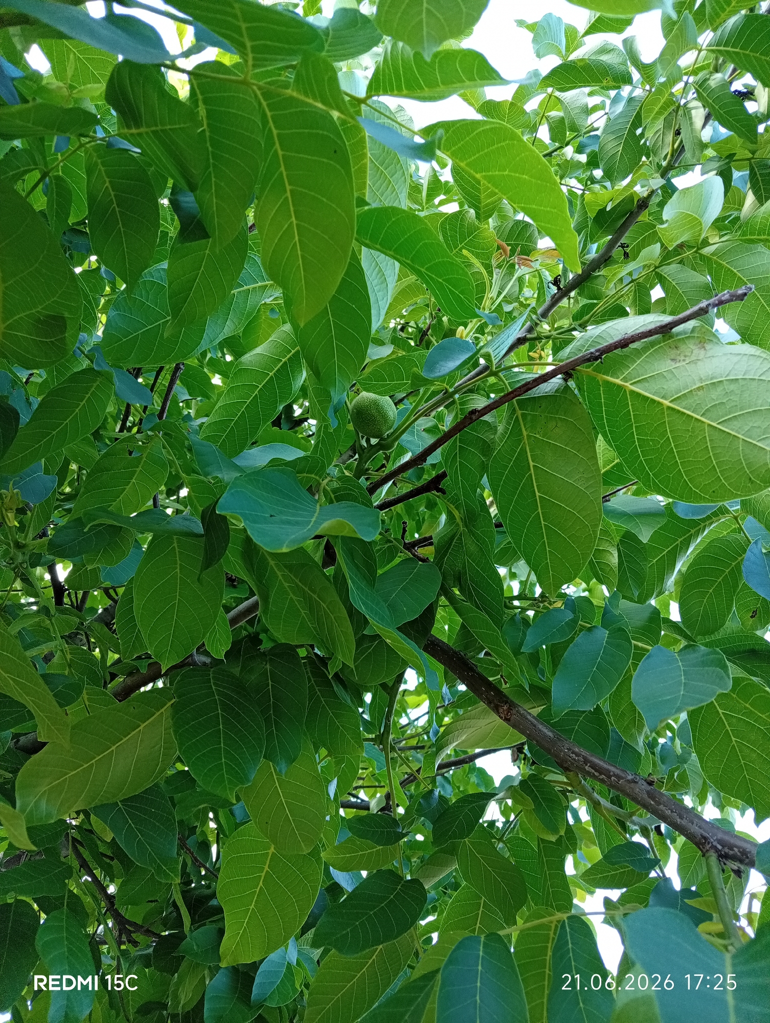 A close-up, low-angle shot shows the dense foliage of a walnut tree against a bright sky. The leaves are a vibrant green, with prominent veins visible on many of them. Several branches crisscross the frame, some bare and brown, others covered in leaves. In the center of the image, a small, unripe green walnut is visible, surrounded by leaves. The bottom left corner of the image displays the text "REDMI 15C", and the bottom right corner shows the date "21.06.2026 17:25". The scene is likely an outdoor environment, possibly a park or garden in the city of Mykolaivka, Ukraine. There are no people or animals in the frame, and no specific actions or interactions are depicted.