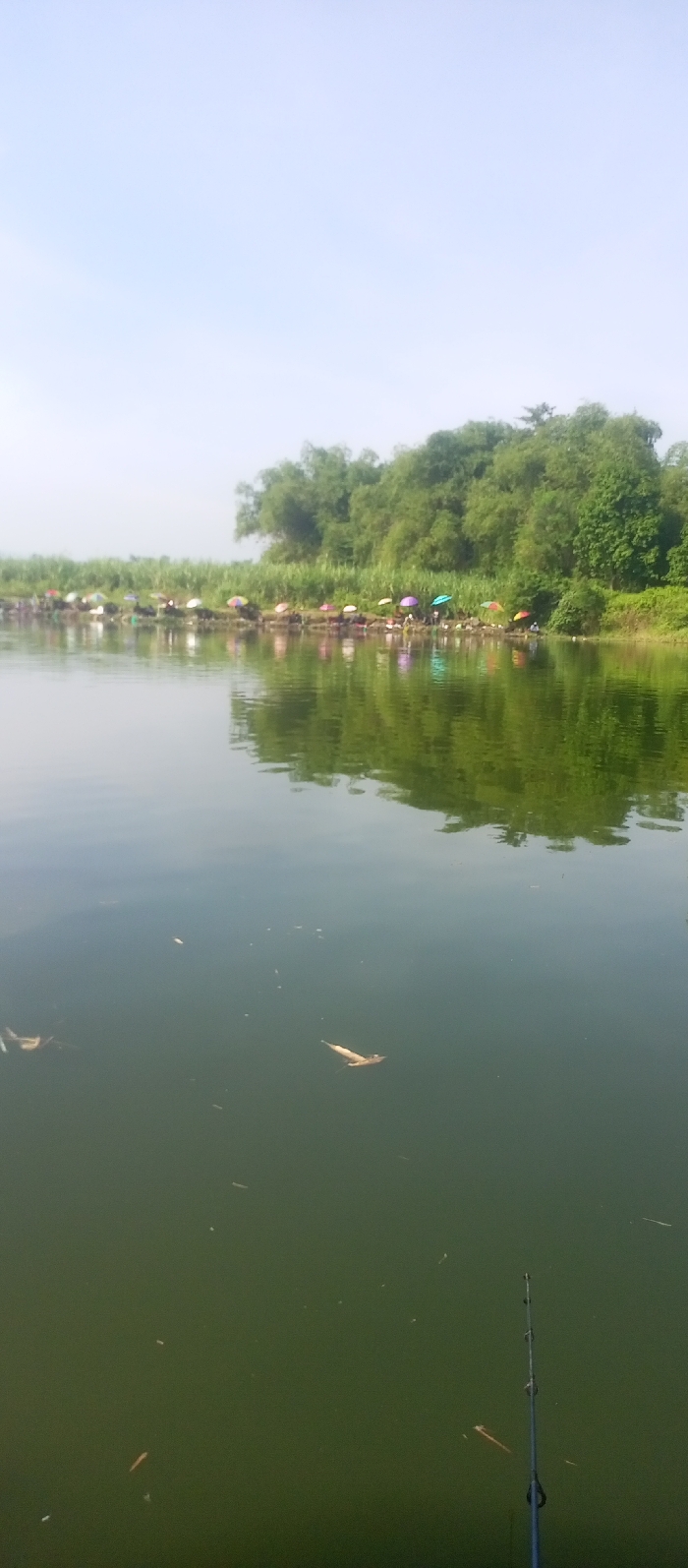 A serene lake scene with still, green-tinted water. Scattered leaves float on the surface. A fishing rod is visible in the lower right. On the shoreline across the water, numerous colorful umbrellas dot the grassy bank, likely sheltering anglers. Lush green trees form a dense backdrop, reflecting in the calm water. The sky is a hazy, pale blue, suggesting a slightly overcast or misty day.