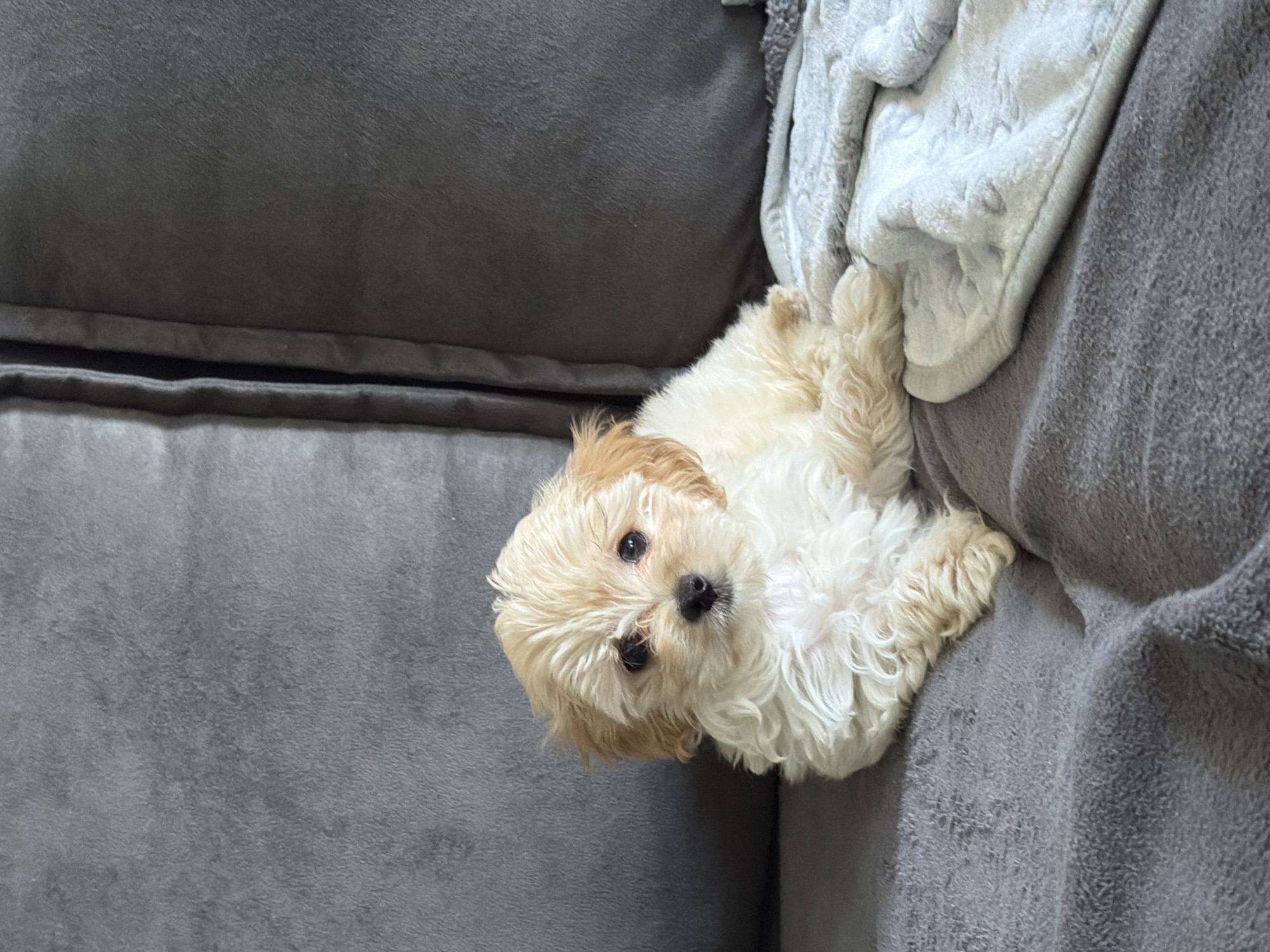 The image depicts a small, light-colored canine, identified as a puppy, resting on a plush, dark grey upholstered sofa within a domestic indoor setting located in Chaikovsky, Russia. The puppy has predominantly cream and white fur with tan accents on its ears and forehead. Its dark eyes are directed forward, towards the camera. The sofa surface appears soft and textured. To the right of the canine subject, a light grey or white fluffy blanket is folded and draped across the sofa.