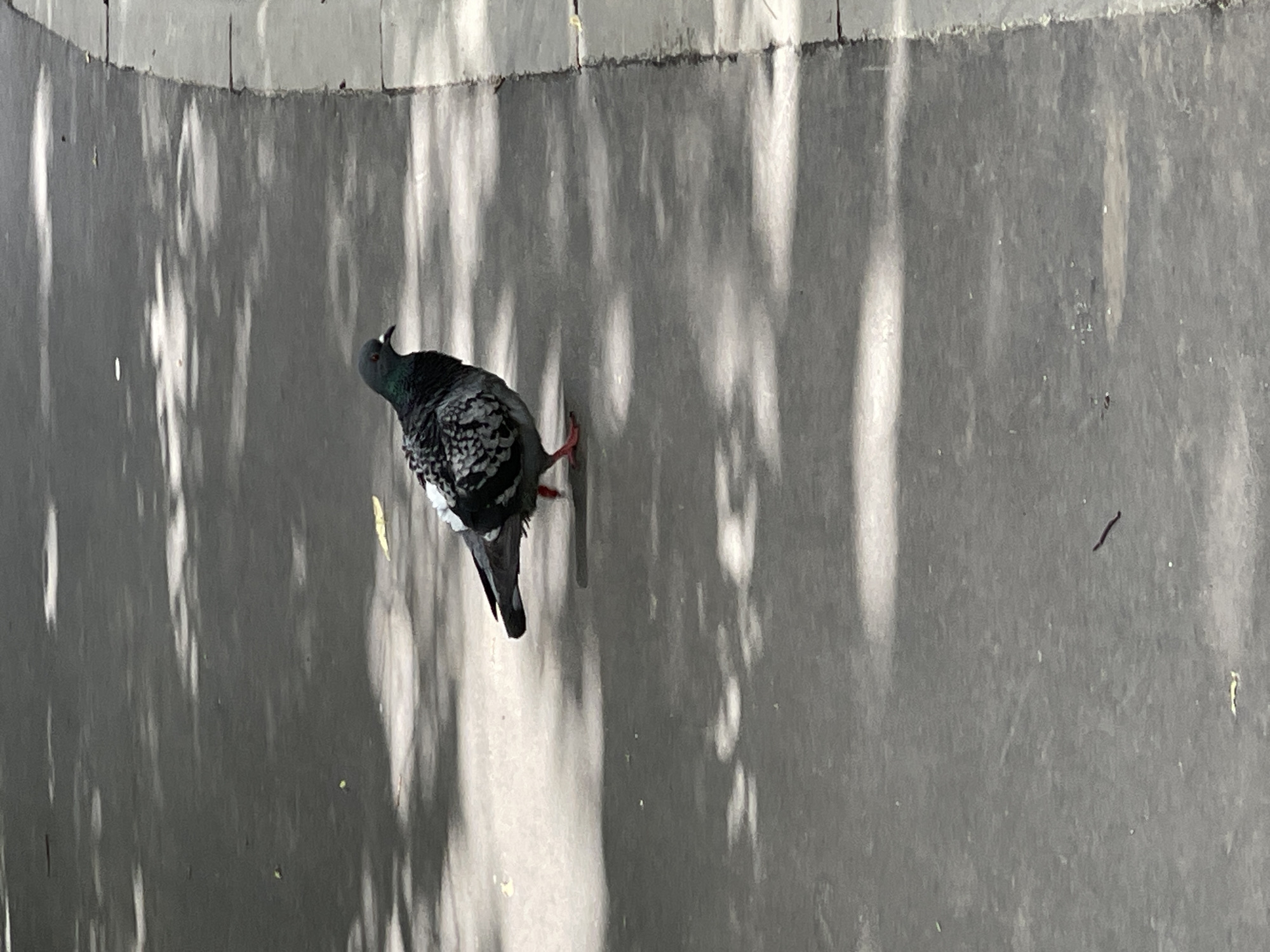 A pigeon stands on a gray, concrete surface, possibly a sidewalk or pavement. The bird's head is green, with a gray, black, and white speckled body. Its legs are red. The surface is partially covered with the shadows of trees, creating light and dark vertical streaks. A small piece of debris, possibly a twig, lies on the surface. The location is likely a city street. The city is not mentioned in the prompt.