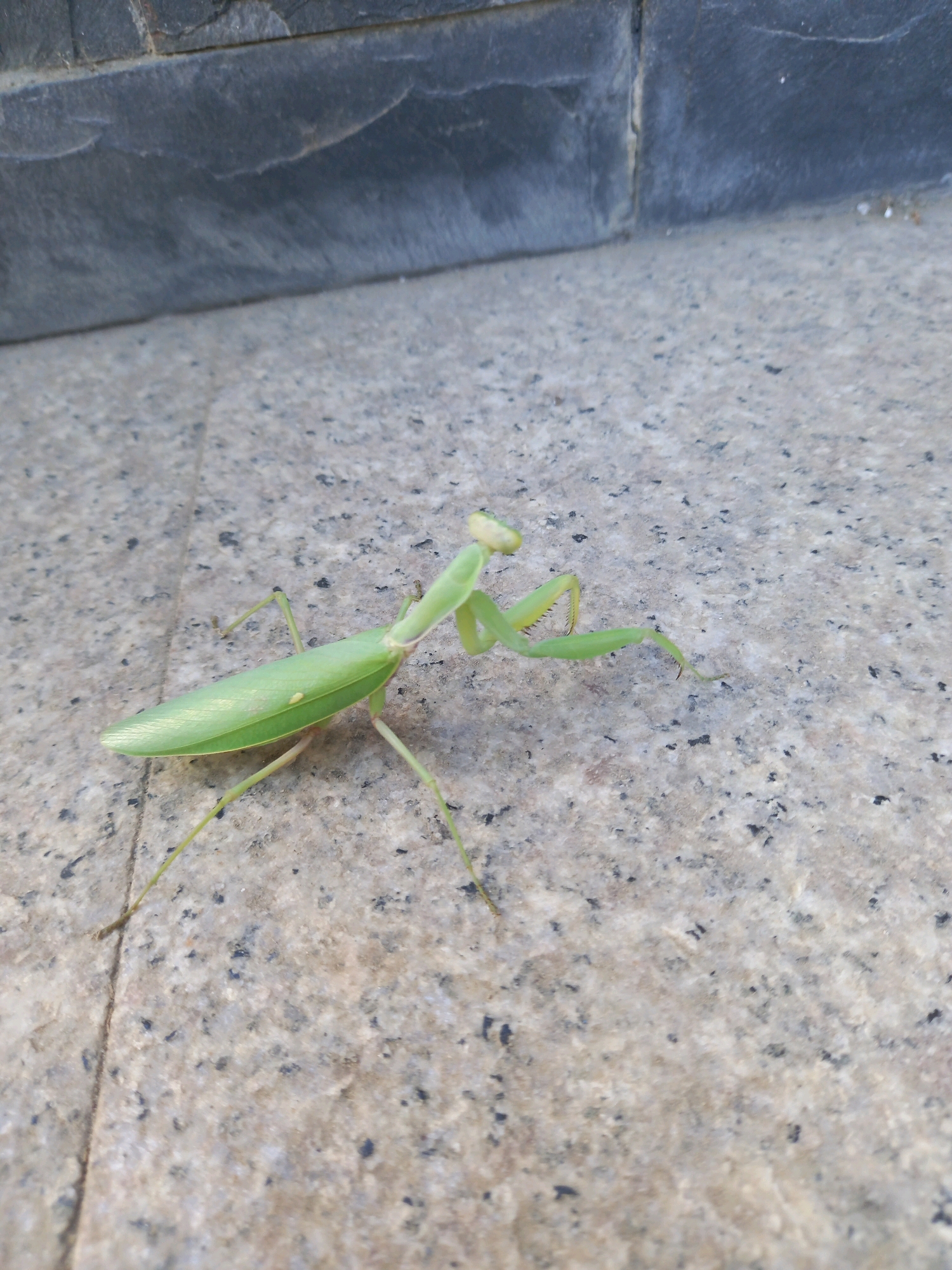 A bright green praying mantis is positioned diagonally on a granite-tiled surface. The mantis faces left, with its forelimbs raised in a typical predatory stance. Its body is elongated, with visible wings covering its abdomen. The background consists of a dark, textured stone wall, likely a building facade or retaining wall. The lighting suggests it is daytime. The image was taken outdoors on a tiled ground. The location is Focșani, Romania.