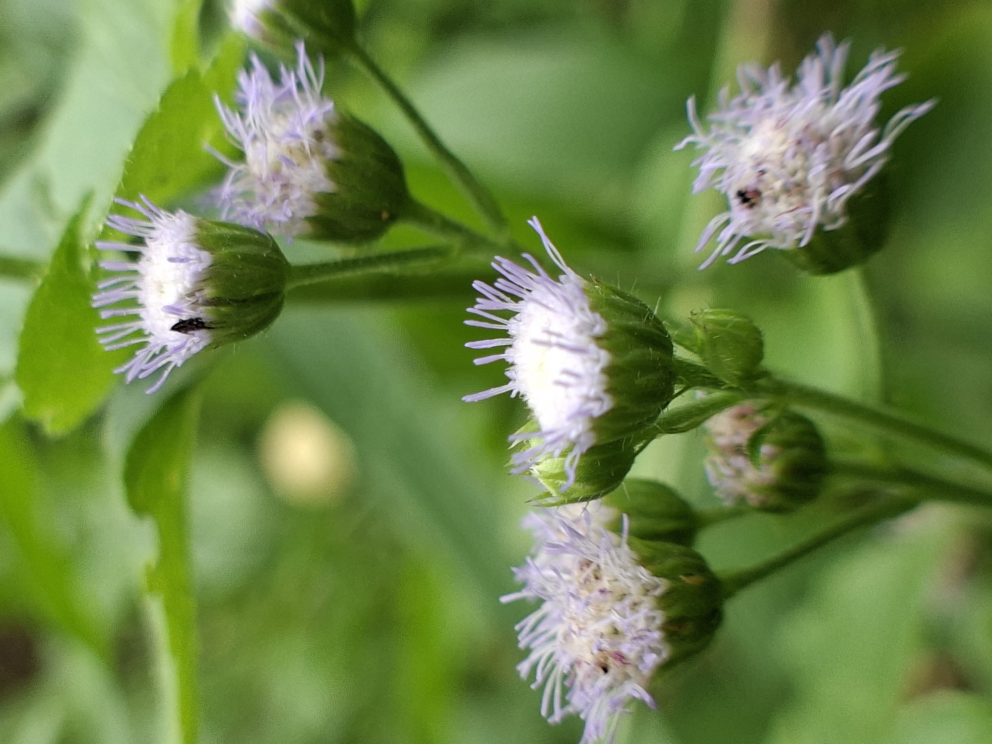 A close-up, shallow depth-of-field photograph captures a cluster of small, delicate flowers set against a blurred green background. The flowers feature a light purple to white feathery appearance, emerging from green, bud-like bases. They are arranged on slender green stems, with several individual blooms and unopened buds visible. One of the foreground flowers has a tiny, dark-colored insect resting on its white-purple florets.
The background is dominated by soft, out-of-focus green foliage, suggesting a natural outdoor setting. A faint, lighter circular blur in the upper right background hints at natural light or another out-of-focus element. The lighting is soft and even, indicating daytime conditions. The scene is static, focusing on the intricate details of the plant and its tiny inhabitant. The location of the photograph is Kutaglumpang, Indonesia. There is no visible text.