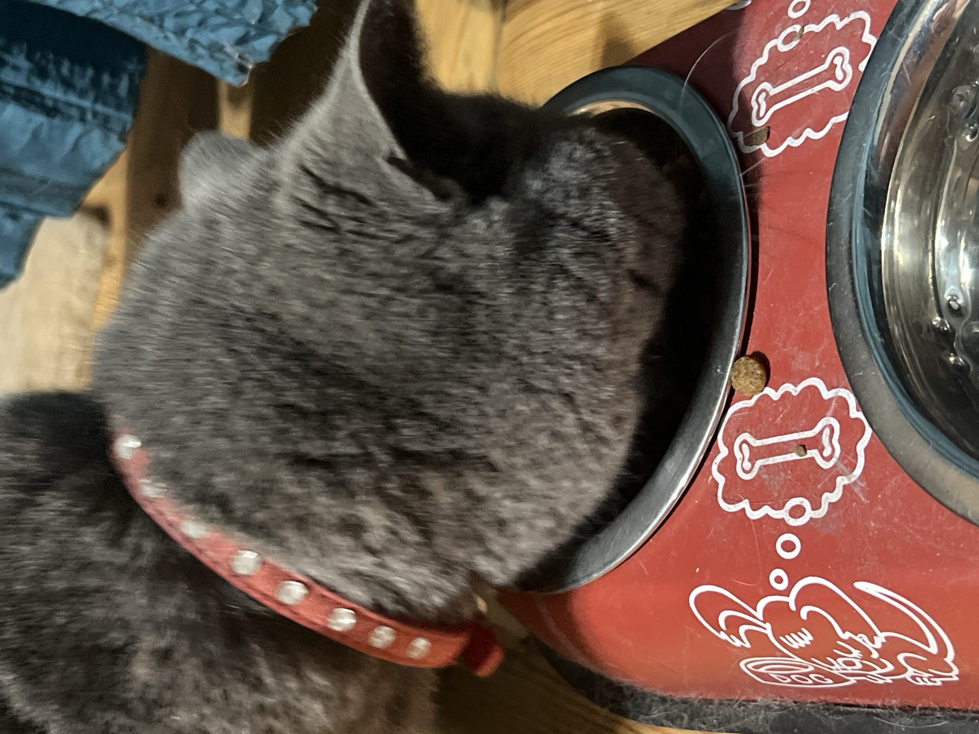 The image shows a close-up of a grey cat wearing a red collar with silver studs, eating from a red pet bowl. The cat's head is inside one of the two silver bowls, suggesting it is actively eating. The pet bowl itself is decorated with white line drawings of a bone inside a thought bubble and what appears to be a cartoon dog. A single piece of kibble is visible on the red surface of the bowl, near the thought bubble. The setting appears to be indoors, with wooden flooring visible in the background. There are no clear indications of time of day or weather. The image is focused on the cat and its activity, creating a sense of domesticity and the simple act of a pet being fed.