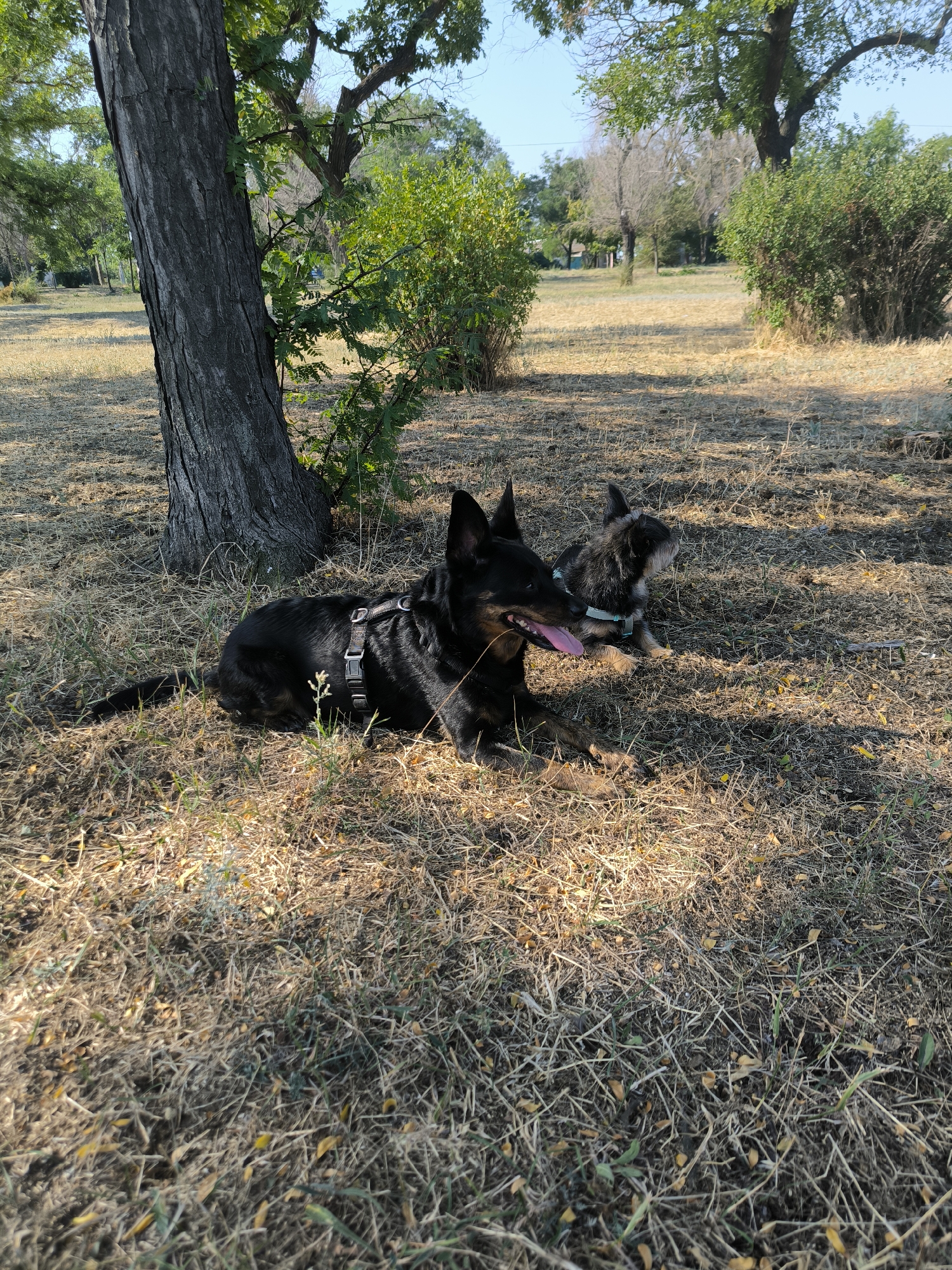 Two dogs are resting on dry, grassy ground near a large tree. The larger dog, predominantly black, is lying down with its tongue out. It is wearing a dark harness. A smaller, lighter-colored dog, possibly a terrier mix, sits to the right of the larger dog, facing away from the camera. The background shows a park-like setting with more trees and bushes, bathed in sunlight, suggesting an outdoor recreational area. The location of Mykolaiv, Ukraine, is not ascertainable from the visual information in the image.