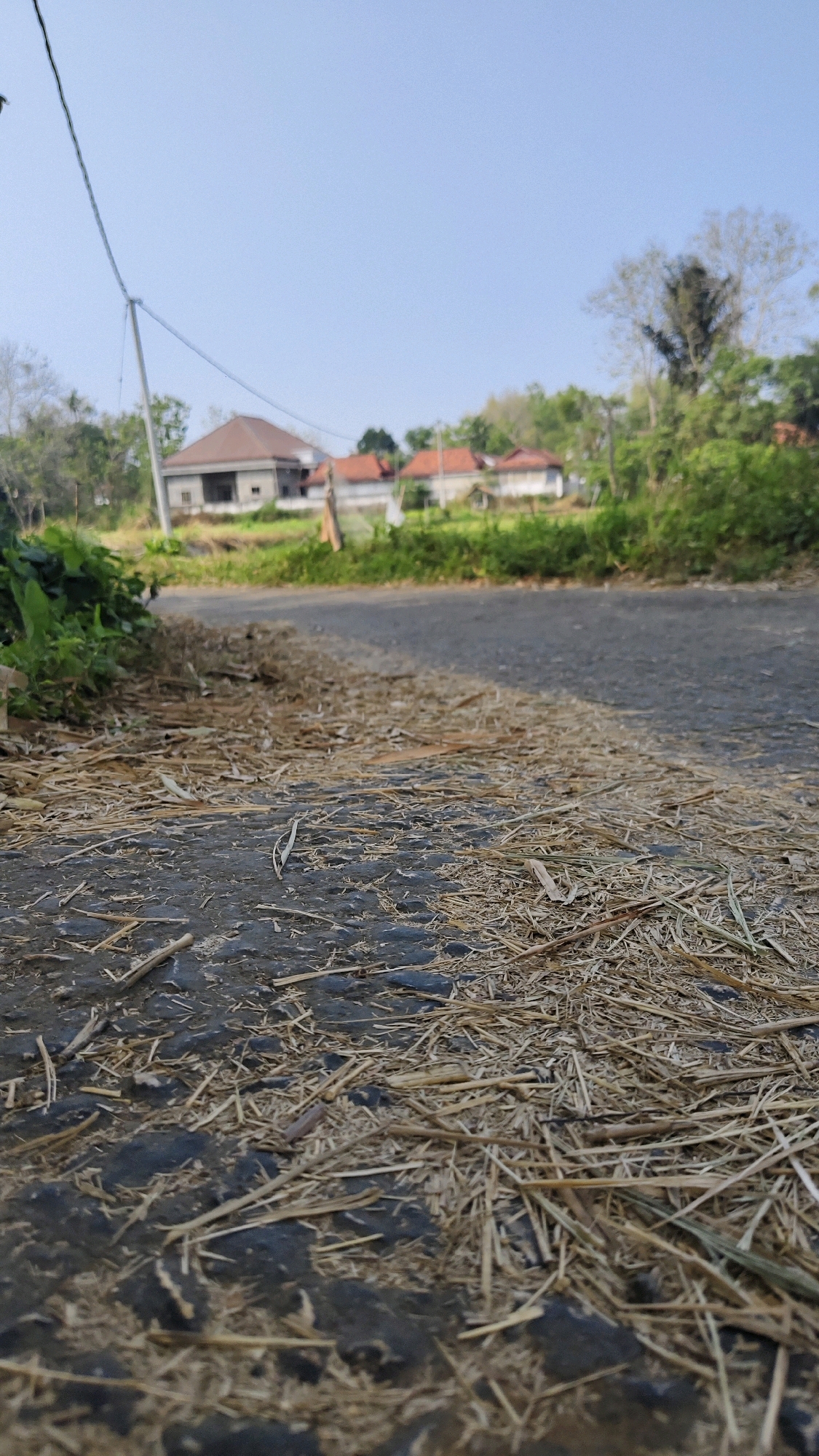 The image depicts a low-angle view of a rural road in Banyubunih, Indonesia. Dry grass and straw litter the dark asphalt in the foreground. To the left, lush green vegetation grows along the edge of the road. In the mid-ground, a paved road stretches into the distance, bordered by more greenery. Across the road, several houses with red-tiled roofs are visible, set against a backdrop of trees and a clear blue sky. A utility pole with wires stands to the left of the frame, extending towards the houses. The scene is tranquil and appears to be captured during daylight hours.