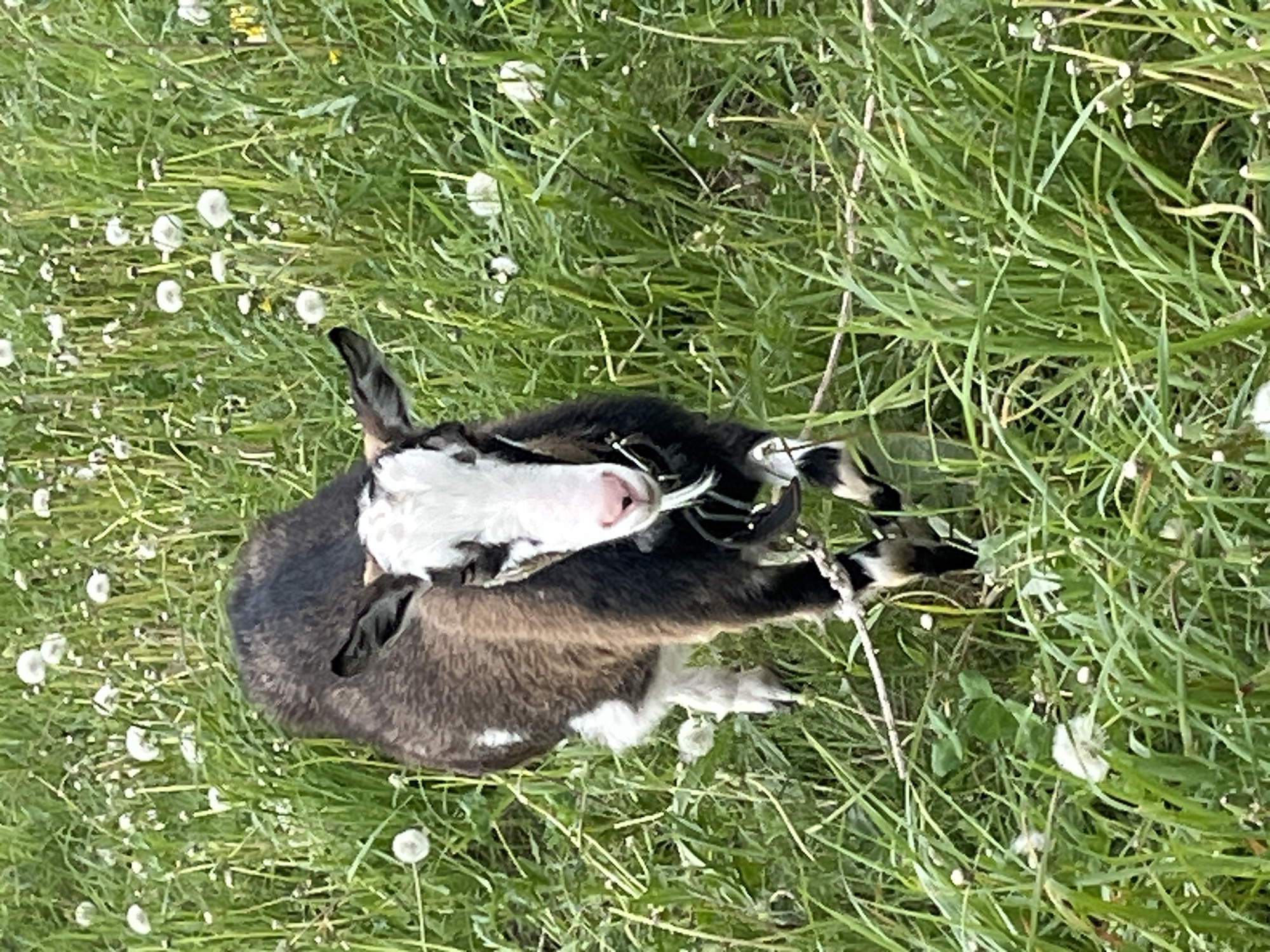 A small goat rests in a grassy field. The goat is dark brown and black with white markings on its face, legs, and belly. The field is filled with green grass and white dandelions. The location is not verifiable as Ludorvay, Russia.